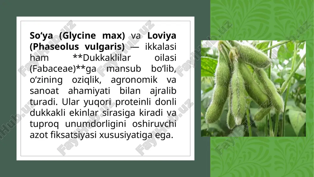 a ko‘plab stomalar mavjud bo‘lib, ular suv bug‘lanishi va gaz almashinuvida ishtirok etadi. barglarda xloroplastlar ko‘p bo‘lib, ular fotosintezning asosiy joyi hisoblanadi. biologik xususiyatlar va rivojlanish bosqichlari har ikkala o‘simlikda ham rivojlanish bosqichlari quyidagicha: urug‘ning unishi nihol chiqishi barglar ochilishi g‘unchalanish gullash mevalanish urug‘ yetilishi va qurish so‘ya 90–120 kunlik, loviya esa 60–100 kunlik vegetatsiya davriga ega. e’tiboringiz uchun rahmat 11 image2.bmp image3.jpeg image4.jpeg image5.jpeg image6.jpeg image7.jpeg image8.jpeg image9.jpeg image10.jpeg