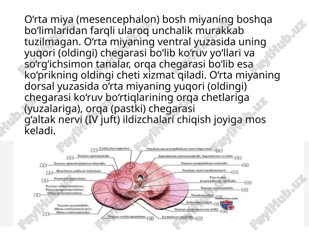 ri bilan birga yo‘naladi. bundan tashqari, o‘rta miya qoplamasida uch shoxli nervning sezuvchi o‘zaklaridan kelgan tolalar ham o‘tadi – ular uch shoxli qovuzloq nomini olgan –ko‘ruv bo‘rtig‘i o‘zaklariga yo‘naladi. miyaning oyoqchalari miya asosida ikkita yo‘g‘on, oq rangli, bo‘ylama chiziqli kengaymalar ko‘rinishida aniqlanadi, ular ko‘prikdan chiqib o‘tkir burchak ostida oldinga va lateral tomonga, bosh miyaning o‘ng va chap yarim sharlari tomon yo‘naladi. miyaning o‘ng va chap oyoqchalari orasidagi chuqurcha oyoqchalararo chuqurcha (fossa interpeduncularis) nomi bilan mashhur. chuqurcha tubi miya to‘qimasiga qon tomirlar kiradigan joy bo‘lib xizmat qiladi. miya preparatlarida tomirli qobiqni olib tashlagandan keyin oyoqchalararo chuqurcha tubini hosil qiladigan plastinada ko‘p sonli mayda teshikchalar qoladi (bu kulrang, teshikchalari bor plastina nomi kelib chiqishining sababidir) – orqa ilma-teshik hosila (substantia perforata posterior). har bir miya oyoqchalarining medial yuzasida ko‘zni harakatlantiruvchi nervning bo‘ylama egati (miya oyoqchasi medial egati) (sulcus nervi oculomotorii) joylashadi, undan ko‘zni harakatlantiruvchi nerv (iiijuft) ildizchalari chiqadi. miya oyoqchalari miya suv …