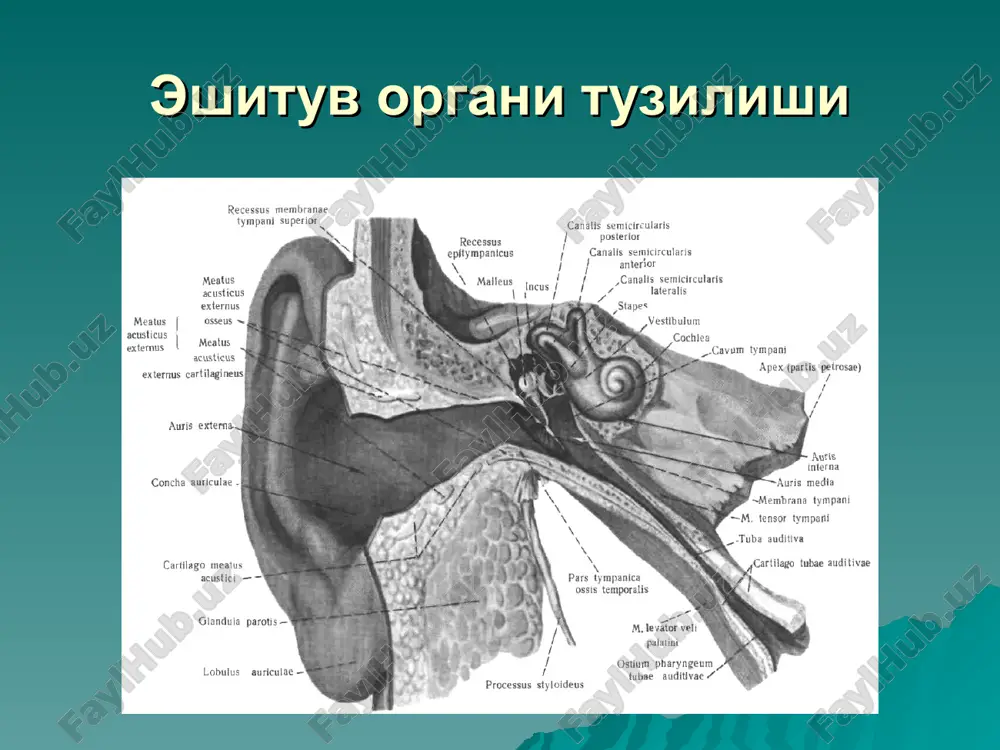 vushlar –16 gts kam. ultratovushlar –20 000 gts kup. ultratovushlarni suyak-tukimadan utishi 225 gtsgacha. eshituv analizator eshituv analizatori tovush utkazuvchi va tovush kabul kiluvchi kismga bulinadi. tovush utkazuvchi kismga tashki va urta kulok, ichki kulokning peri va endolimfatik bushligi, bazilliar plastinka va chiganokning daxliz membranasi. eshituv analizator tovush kabul kiluvchi apparat spiral organning pereferik retseptorlaridan tuzilgan. tovush utkazuvchi apparat – tovusharni retseptorga etkazish vazifasini bajaradi. tovush kabul kiluvchi apparat nerv kuzgalishi vaktida mexanik tebranishlarni transformatsiya kiladi. eshitish funktsiyasini tekshirish jonli ovoz yordamida tekshirish shivirlab va nutk erdamida kamertonal tekshiruv elektroaudiometriya (porogovaya i nadporogovaya, rechevaya audiometriya) eshitish funktsiyasini tekshirish ob'ektiv audiometriya shartsiz reflekslarni urganish auropupillyar, auropalpebral va b. eshitishni ovozning shartli refleksi yordamida tekshirish uyin audiometriyasi impedansometriya elektrokoxlegrafiya eshitish potentsiallarini ruyxatga olish otoakustik emissiya vestibulyar analizator vestibulyar analizator – bu muvozanat organi bulib, mushuklar tonusini boshkaradi, tanani belgilangan xolatda ushlab va bu xakida bosh miya pustlok kismiga informatsiya etkazib turish vazifasini …