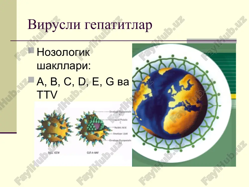 siyalanadi. virusli gepatit v kasalligining patogenezi jigar gepatotsitlar virus reproduktsiyasi kon immunologik reaktsiyalar gepatotsitlar nekrozi asosiy serologik markerlar hbsag i anti-hbs ig m i g hbeag i anti-hbe ig m i g anti-hbcor ig m i g dnk-polimeraza dnk hbv klinikasi inkubatsion davr – 45-160 kun (odatda 2-4 oy) sarik oldi davri – 1-5 xafta (odatda 5-10 kun): - asta-sekin boshlanish - biroz xarorat kutarilishi - artalgik sindrom - astenik sindrom - dispeptik sindrom - peshob va axlat rangining uzgarishi - giperfermentemiya sariklik davri klinikasi bemor axvoli yomonlashadi sariklik asta-sekin kupayadi uzok vakt giperfermentemiya davrning davomiyligi – bir necha kundan to bir necha xaftagacha (odatda 2-6 xafta) buladi. sariklik davri klinikasi kupincha xolestatik sindrom kuzatiladi: - kuchsiz intoksikatsiya - teri kichishishi, intensiv sariklik, axlat axoliyasi va peshobtuklashishi uzok vakt saklanadi (2-4 oy) - bioximik kursatkichlar: kuchsiz giperfermentemiya, yukori bilirubinemiya, xolesterin mikdori va if (shf) aktivligining yukori bulishi sariklik davri klinikasi …