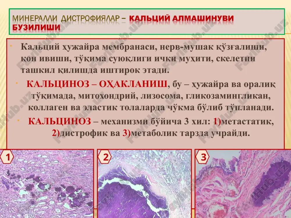 patologik anatomiya - Page 3