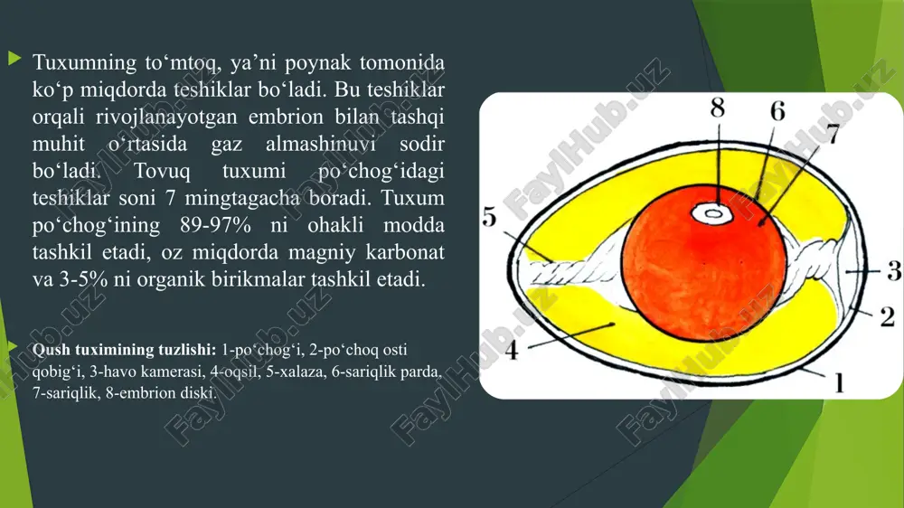 dek, uchlamchi va bo‘r davrlarida topilgan (odontognathae, aepyornithifonnes va dinornithiformes guruhlariga kiruvchi) qazilma qushlar ham kiradi. ularda katta to‘sh suyagi borligi, oldingi oyoqlarida erkin barmoqlar yo‘qligi, dumi qisqa bo‘lib, unda patlar yelpig‘ichdek joylashganligi bilan xarakterlanadi. tishli qushlar katta turkumiga bo‘r davrida yashab o‘tgan ixtiornislar bilan gesperornislar kiradi. shuni ta’kidlash kerak-ki, oxirgi yillarda olimlar tomonidan olib borilgan tadqiqot ishlarning natijasiga ko‘ra (slorner, 1971; austin and singer, 1985; kurochkin, 1993, 2001) hozirda mavjud bo‘lgan barcha qushlarni 2 ta guruhga, ya’ni 1. qadimgi qushlar (paleognathae), guruhi, ularga ko‘kraktojsizlar va yashirin dumlilar kiradi; 2. haqiqiy qushlar (neognathe) guruhi. bu guruhga pingvinlar (sphenisciformes) va tipik qushlar (neognathae) yoki ko‘kraktojlilar (carinatae) katta turkumlari kiradi. ko‘kraktojsizlar yoki tuyaqushlar (ratitae) katta turkumi. bu katta turkumga afrika, janubiy amerika, avstraliya tuyaqushlari va kivilar kiradi (212-rasm). ularning hammasi yuguruvchi qushlar bo‘lib, uchish qobilyatini yo‘qotgan, ya’ni qanotlari rivojlanmay qolgan, to‘shi ko‘kraktojsiz, havo bilan to‘lgan suyaklari yaxshi rivojlanmagan, yassi. ular har xil …