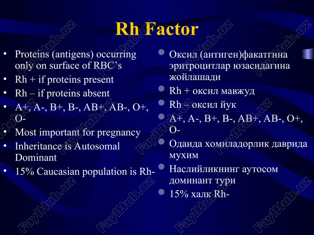 gg in 2 wks- 6 mths memory b lymphocytes activate immune response in subsequent pregnancy igg ab cross placenta and attach to fetal rbc’s cells then sequestered by macrophages in fetal spleen where they get hemolyzed fetal anemia birlamchi igm iggga 2 xaftadan 6 oygacha bulgan davrda utadi. keyingi xomladorlikda v limfotslar xotirasi faollashadi igg at platsentar tusikdan utadi va fetal eritrotsitlarni parchalaydi. xomila talokida gemolizlangan xujayralar makrofaglar tomonidan ushlanadi xomilada kamkonlik rivojlanadi rh antibodies rh - antitela there are 3 types of rh antibodies: agglutinating, blocking, hidden. rh – antitanalarning uch turi mavjud agglyutinirlovchi, bloklovchi, maxfiy. hemolytic disease of the fetus (hdf) xomilaning gemolitik kasalligi a disorder of the fetus in which fetal red blood cells are destroyed by maternal igg antibodies the igg antibodies cross the placenta and shorten red cell survival the premature red cell destruction results in disease varying from mild anemia to death in uterus …
