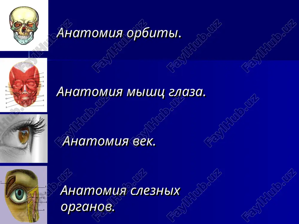 m. rectus superior kverxu k nosu kverxu k nosu m. rectus medialis vnutr vnutr m. rectus lateralis knaruji knaruji m. obliquus inferior kverxu i k visku kverxu i k visku m. obliquus superior vniz i k visku vniz i k visku m. rectus interior + m. obliquus superior knizu knizu m. rectus superior + m. obliquus inferior kverxu kverxu innervatsiya n.oculomatorius-verxnyaya,nijnyaya,vnutrennyaya pryamie i nijnyaya kosaya mishtsa n.abducens-narujnyaya pryamaya mishtsa n.trohlearis-verxnyaya kosaya veki – palpebrae. veki- skladki koji, ogranichivayushie speredi glaznoe yabloko, oni predstavlyayut soboy pyatuyu perednyuyu stenku glaznitsi. razlichayut verxnee (p. superior)i nijnee (p. inferior) veki,v kajdoy iz nix razlichayut perednyuyu i zadnyuyu poverxnost. osobennost koji vek yavlyaetsya otsutstvie podkojnojirovogo sloya,rixlost podkojnoy kletchatki. resnitsi. rastut v 2-3 ryada na perednem krae vek na verxnem veke ix okolo 150, na nijnem do 70 dlitelnost jizni resnitsi okolo 6 mes. v volosyanie meshochki resnits vpadayut vivodnie protoki jelez mollya, a takje salnix …