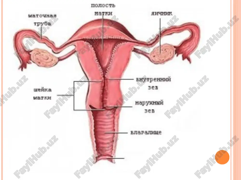 ning 3 darajasi faqlanadi: kuchsiz (1), o'rtacha (2), kuchli (3). epitelial displaziyani keltirib chiqaradigan omillar . g.m. saveleva va v.n. serov (1980) endometriyning rak oldi klinik-morfologik tasnifini tavsiya etishgan, unga quyidagilar kiradi: xar qanday yoshdagi adenomatoz va adenomatoz poliplar. har qanday yoshdagi gipotalamus va neyroendokrin buzilishlari bilan endometriyninig bezli giperplaziyasi. asosan menopauza va keyingi davrlardagi takrorlanuvchi endometriyning bezli giperllaziyasi. endometriyni qirib tozalagandan so'ng takrorlanadigan bezli giperplaziya va gormonoterapiyaga sezgir bo'lgan giperplastik jarayonlar ham endometriyning rak oldi kasalligi bo'lib hisoblanadi. giperplastik jarayonlar malignizatsiyasi xavfi metabolik buzilishlar bo'lgan semirish, uglevod va lipid almashinuvi buzilishlari, gepato-biliar tizim va me'da-ichak yo'li faoliyati buzilishlariga olib boradi. klinikasi: endometriy rak oldi kasalligi bo'lgan bemorlar ko'p hollarda hech nimadan shikoyat qshshaydilar. ko'pincha kasallik bachadon bo'yni polipi, mioma va boshqa patologiyalar tufayli diagnostik qirish vaqtida aniqlanadi. turli shakldagi giperplastik jarayonlarning simptomlari nisbatan bir xil bo'ladi. asosan jinsiy yo'llardan qonli ajralmalar kelishidan shikoyat qi-linadi. bachadon tanasi raki bachadon tanasi …