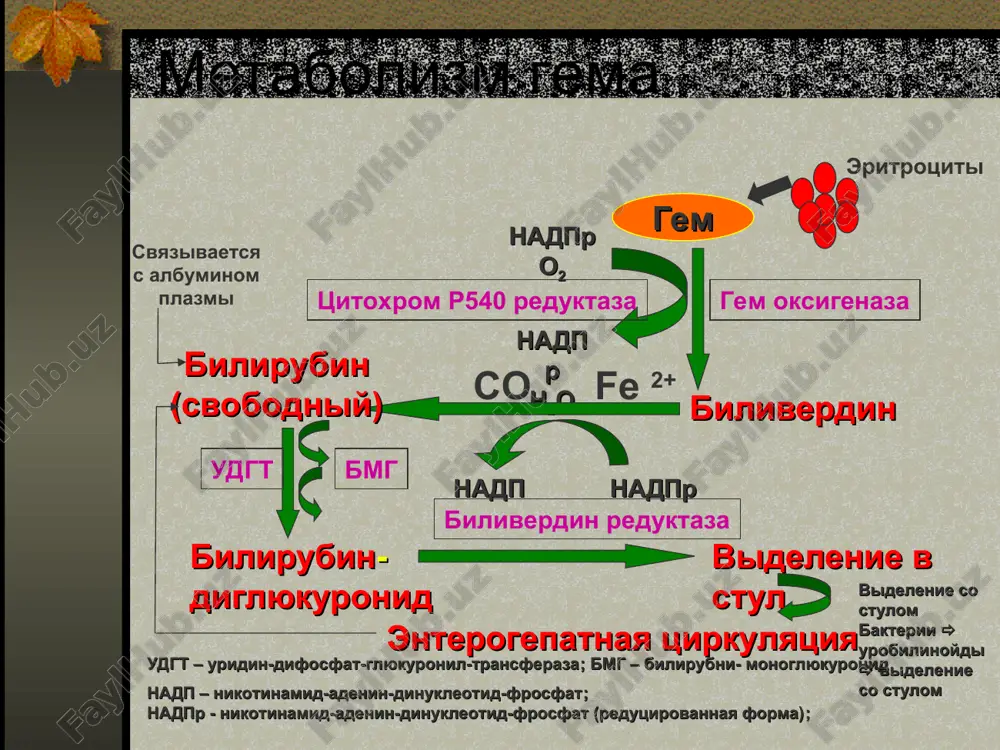 erbilirubinemii - gemoliz. prichinoy gemoliza mojet yavlyatsya: izoimmunizatsiya, bioxmicheskie defekti eritrotsitov, strukturnie defekti eritrotsitov. rh sensibilizatsiya rh gemoliticheskaya bolezn bolee chasto vstrechaetsya v tex sluchayax, kogda u materi i rebenka sovpadayut gruppi krovi po sisteme abo. produktsiya anti-rh antitel klassa igg nachinaetsya posle povtornoy vtrechi s odnim i tem-je antigenom, t.e. rh sensibilizatsiey vizvanniy gemoliz bivaet redko vo vremya pervoy beremennosti. prichini rh sensibilizatsii perelivanie neodnorezusnoy krovi krovi; krovopoterya ploda k materi vo vremya vikidisha, prerivaniya beremennosti, vnematochnoy beremennosti; dlya sensibilizatsii dostatochno 1 ml krovi! rh gemoliticheskaya bolezn vo vremya pervoy beremennosti inogda rh gemoliticheskaya bolezn proyavlyaetsya uje vo vremya pervoy beremennosti iz-za: neznachitelnogo spontannogo krovotecheniya ploda k materi; popadaniya krovi ploda k materi vo vremya amniotsenteza; krovotecheniya ploda k materi posle narujnogo povorota ploda; otsloyki platsenti. rh gemoliticheskaya bolezn novorojdennix chem ranshe antitela materi popadayut v organizm ploda, tem tyajelee techenie gbn. esli sensibilizatsiya proisxodit vo vremya vtorogo trimestra, …