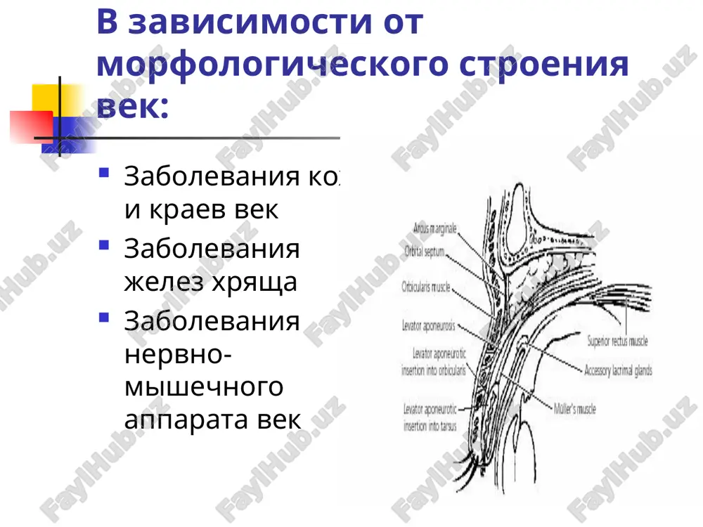 palitelniy protsess vovlekayutsya meybomievi jelezi, kotorie naxodyatsya v tolshe xryasha vek iz protokov etix jelez pri nadavlivanii videlyaetsya jeltovato-beloe soderjimoe veki utolsheni, na nix obrazuyutsya serovato-jeltie korochki v ugolkax glaz skaplivaetsya penisto-gnoynoe soderjimoe chasto meybomiev blefarit soprovojdaetsya kon'yunktivitom lechenie blefaritov lechenie blefaritov nachinaetsya s sanitarno-gigienicheskix mer. obyazatelno provodyat lechenie zabolevaniy organizma, kotorie sposobstvuyut vozniknoveniyu i techeniyu blefaritov naznachaetsya tualet vek. udalyayut cheshuyki i korochki, veki obrabativayut antisepticheskimi rastvorami. primenyayutsya mazi soderjashie antibiotiki i vitamini. v polost kon'yunktivi zakapivayut rastvori novokaina, albutsida. pri uglovom blefarite, kotoriy vizvan diplobatsilloy moraksa-aksenfelda, primenyayut tsinkovuyu maz i rastvori tsinka pri demodikoznom blefarite naznachaetsya sernaya ili ixtiolovaya maz. pri meybomievom blefarite inogda voznikaet neobxodimost xirurgicheskogo lecheniya. veko rassekayut i viskablivayut soderjimoe meybomievix jelez. meybomit ostroe gnoynoe vospalenie jelez xryasha vek (meybomievix jelez) veko giperemirovano, otechnoe, boleznennoe gnoyniy ochag viden so storoni kon'yunktivi, proriv gnoya proisxodit cherez kon'yunktivu ili cherez vivodnie protoki jelezi lechenie: suxoe teplo, uvch-terapiya, …
