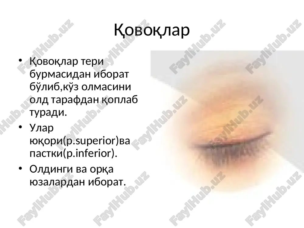 cho'ziladi manfiy bosim xosil bo'ladi ko'z yosh suyuqligi bosim gradienti bo'yicha ko'z yosh kanaliga,ampula va ko'z yosh xaltasiga tushadi ko'z yorig'i ochilganda muskullar bo'shashishi kuzatiladi,ko'z yosh xaltasi pastga tushadi va ko'z yosh suyuqligi bosim gradienti va og'irlik kuchi bo'yicha ko'z yosh -burun kanaliga tushadi bir sutkada ko'z 0,4–1 ml ko'z yosh suyuqligi ishlab chiqaradi,kuchli yig'laganda 2 choy qoshiq miqdorida bo'lishi mumkin zichligi 1,001–1,008 ko'z yosh suyuqligi, ko'z yosh bezida ishlabchiqariladi va tarkibibo'yicha murakkab va prekorneal pardani komponenti xisoblanadi shox pardani ximoya qiladi oziqlantiradi u 3ta qavatdan tuzilgan: tashqi lipid qavat meybomiy bezi sekreti va tseys bezi sekretidan shakllanadi 3ta asosiy funktsiyani bajaradi: keyingi suvli qavatni qurib qolishini oldini oladi shox parda ustidagi xamma pardani yuzasi tarang bo'lib turishini va turg'unligini ta'minlaydi ko'z olmasini moylab,sirpanchiqligini ta'minlaydi o'rta suvli qavat ko'z yosh suyuqligidan tuzilgan b uning funktsiyasi: qon tomirsiz shox pardani oziqlantiradi antibakterial funktsiyasi (lizotsim) mayda qismlarni yo'qotadi ichki mutsin qavati (goblet …
