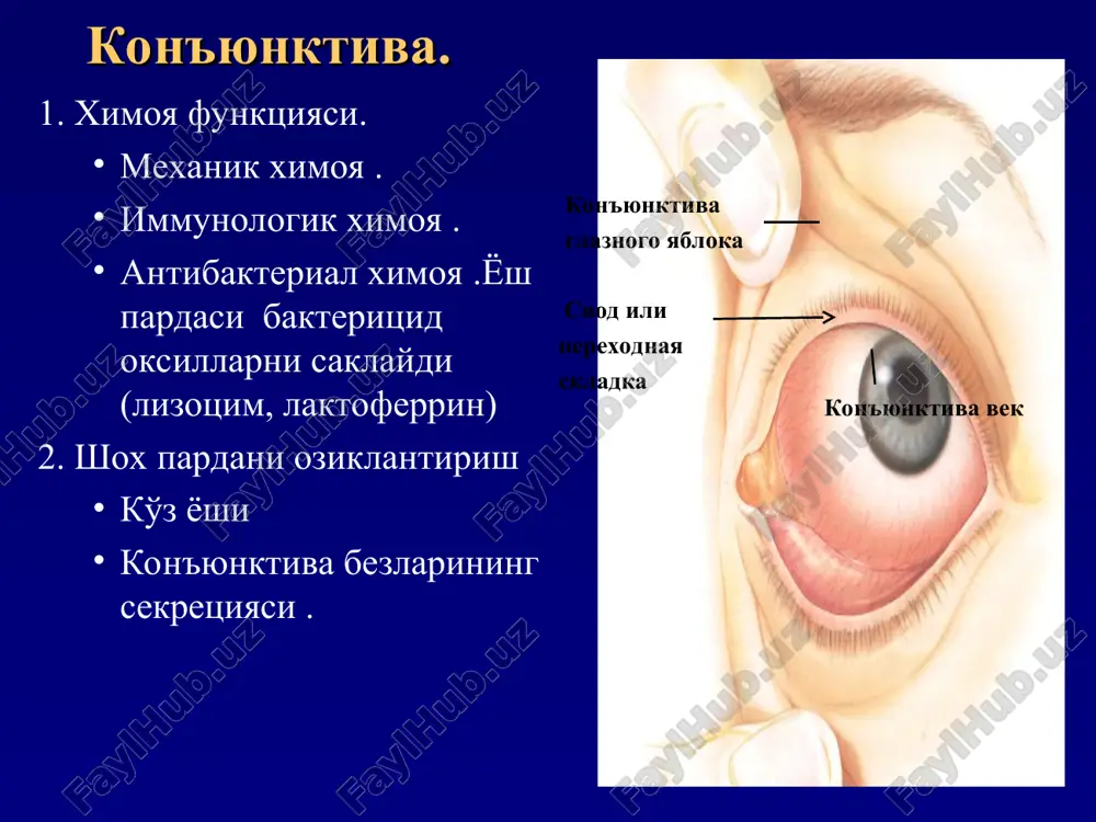 otorinolaringologiya va oftalmologiya kafedrasi - Page 3