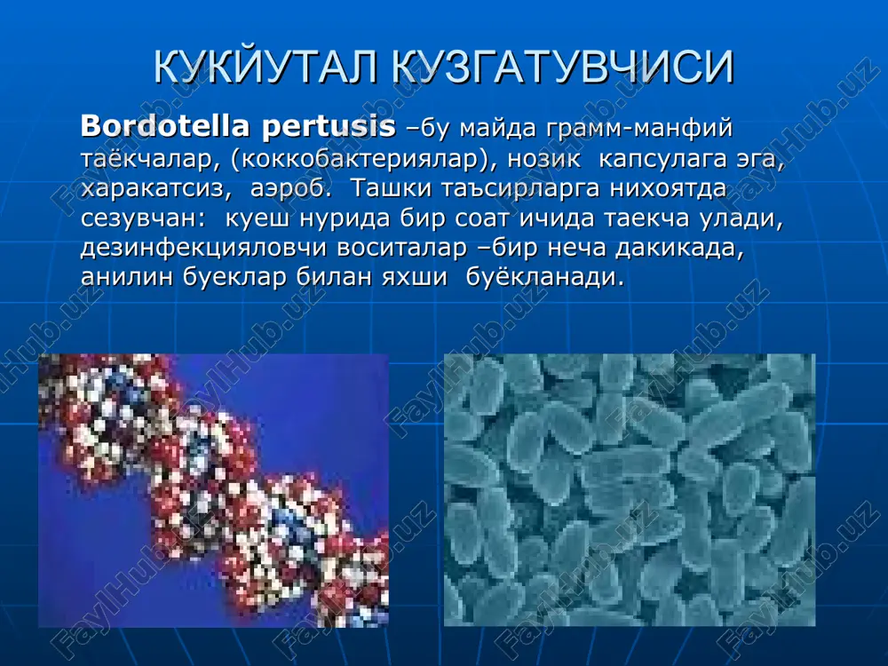 arishlar aniklanmaydi. 1-2 xaftadan sung yutal kuchayadi, xurujli tusga kiradi spazmatik davrning xususiyatlari spazmatik yutal paydo bulishi bilan xarakterlanadi – chukur nafasdan keyin ketma-ket keladigan yutal xurujlari va undan keyin chukur xushtakli nafas olish ( repriz). xurujli yutal paytida bemorning tashki kiefasiga xos xolat –yuzi kizargan yoki kukargan, kovoklari shishgan, buyin tomirlari kattalashgan, tili naycha bulib tashkari chikib turadi tuzalish davri 2-3 xaftagacha davom etadi yutal xuruji sifatini yukotadi, kam va engil xolatda buladi yutal kupol xarakatda va emotsional zurikishda kuchayadi. iz reaktsiyasi (sledovaya reaktsiya) kuzatilishi mumkin. (orvi kushilishi kukyutal xurujli yutali kaytalashishiga olib keladi) ogirlik mezoni: yutal jurujining kupligi yuzida tsianoz paydo bulishi yuzidagi tsianozni kasallikning dastlab kunlarida paydo bulishi nafas olishning buzilishi yurak – tomir tizimining buzilish darajasi entsefalopatik simptomlar kukyutalning engil shakli yutal xuruj davomiy emas, sutkasiga 10-15 martagacha, repriz lar soni 3-5 martagacha bolaning umumiy axvoli uzgarishsiz, yutaldan sung kayt kilish kam kuzatiladi bolaning tashki kurinishi …