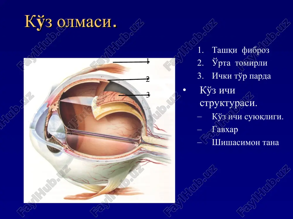 otorinolaringologiya va oftalmologiya kafedrasi - Page 3