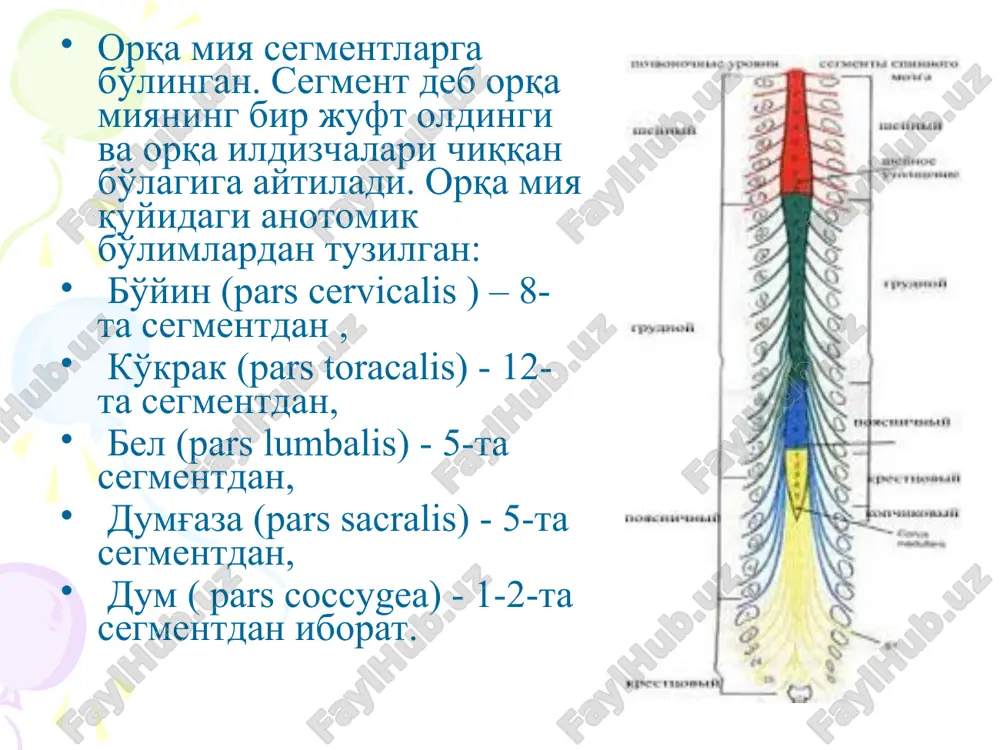 egment buylab periferik paralich. orka miya buyin kengligini oldingi shoxlarini shikastlanishi: bir tarafdan – o'z tarafida qo'lda periferik monoplegiya; ikki taraflama – qo'llarda paraplegiya orqa miyani bel kengaymasini oldingi shoxlarini zararlanishi: bir taraflama – o'z tarafida oyoqda periferik monoplegiya; ikki tamonlama – oyoqlar paraplegiyasi. orqa miya orqa shoxlarini zararlanish belgilari: ma'lum dermatomada og'riq, xarorat, qisman taktil sezgilarni buzilishi – dissotsiyallashgan, siringomielitik tip sezgini buzilishi. bo'yin kengaymasini orqa shoxlarini zararlanishi bir taraflama – qo'lda, o'z tarafida yuzaki sezgini dissotsiyalashgan tipida buzilishi (monoanesteziya) ikki taraflama – qo'llarda paranesteziya. bel kengaymasini orqa shoxlarini zararlanishi bir taraflama – oyoqda, o'z tarafida yuzaki sezgini dissotsiyallashgan tipda buzilishi (monoanesteziya) ikki taraflama – oyoqlarda paranesteziya oldingi kulrang spayka zararlanishi – simmetrik kurtka tipida dissotsiyallashgan va segmentar yuzaki sezgini shikastlanishi orka miya ok moddasini zararlanishi o'tkazuvchi xarakatlantiruvchi va sezuvchi o'zgarishlar. orqa miya yon ustunlarini zararlanishi – o'chog'dan pastida o'z tarafida markaziy falaj belgilari va qarama qarshi tarafda - …