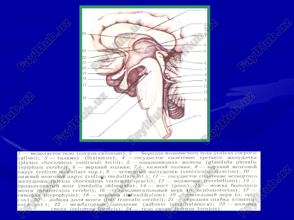 chi yullar bilan kichik tutumlarga bulinadi, va shu sababdan oldingi kuprikda piramida yullari kisman shikastlanadi. dorsal kismidan spinotalamik (trr. spinotha-lamicus ventralis et latera-lis) va bulbotalamik (tr. bulbothalamicus) yullarning kushilishidan xosil bulgan medial kovuzlok (lemniscus medialis) tarkibiga kiruvchi sezgi yullari utadi. kuprik uzining tuzilishi, funktsiyasi buyicha murakkab bulib, undan xarakat, sezgi va koordinatsion sistemalar yullari utadi. retikulyar formatsiya esa ularning sinxron faoliyatini boshkaradi. kuprik tuzilmalarining ishtirokida murakkab xarakatlar (chaynash, yutish, nafas olish, aks urish) amalga oshiriladi. miya oyokchalari (pedunculi cerebri) urta miyani ventral kismi xisoblanadi, uni dorsal kismi kopkokni xosil kiladi (tegmentum nesencephali). urta miya tomi (tectum mesencephali) tom plastinalaridan tashkil topgan (lam. tecti), ular tarkibida ikita yukori tepalik mavjud (colliculus cranialis superior) — pustlokosti kuruv markazi va ikita pastki tepaliklar (colliculus caudalis inferior) — pustlok osti eshituv markazlari. alternatsiyalovchi sindromlar miya ustunini zararlanish soxasiga karab (oyokchalar, kuprik, uzunchok miya) pedunkulyar, pontin va bulbar sindromlarni farklaymiz. pedunkulyar alternatsiyalovchi sindromlar miya oyokchasi …