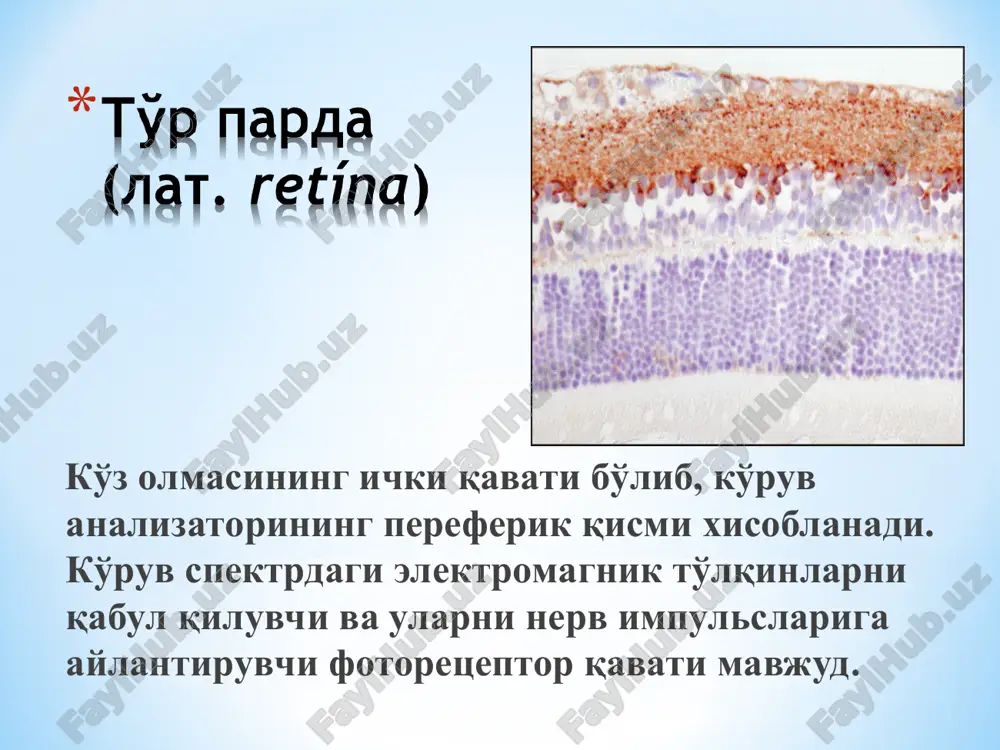 i bo'lgan bemorlarni terapiya bo'limida okulistlar xamkorligida davolanadi. ko'z tubida involyutsion skleroz belgilari birinchi navbatda to'r parda arteriolar rangparlanishi, yo'nalishini to'g'irlanishi va torayishi ko'rinishida aniqlanadi. kasallikning keyingi o'zgarishlari arteriyalar devorlarining progressiv fibrozi bilan bog'liq. aterosklerotik retinopatiya kapillyar gemorragiyalar va qattiq ekssudatlar paydo bo'lishi bilan xarakterlanadi. yumshoq ekssudatlar, odatda, kuzatilmaydi. retinal venalarda futlyarga o'xshash oq ekssudat xosil bo'ladi. kndda o'zgarishlar uning rangparlanishidan to to'liq atrofiyagacha bo'lishi mumkin. ba'zan, agar retinopatiya tezda paydo bo'lsa, papilledema (knd shishi) paydo bo'lishi mumkin. . 1-daraja - arteriolyar tomir refleksining ingichkalashishi, arteriolalarning biroz torayishi va boshlang'ich kesishuv belgilari. arteriyalarning tasbehsimon ko'rinishi va sklerotik arteriya oldida yotgan tomirning egilishi; 2- daraja – arterial tomirning vertikal shoxini to'lib qolishi (obliteratsiya) va venalarni arteriyalar bilan o'tmas burchak ostida kesishishi; 3- daraja - «mis (latun) simi» simptomi va tomirlarning o'tkir burchak ostida kesishishi; 4- daraja - «kumush simi» simptomi; qaytalanuvchi gemoftalm to'r parda markaziy arteriya okklyuziyasi to'r parda markaziy vena …