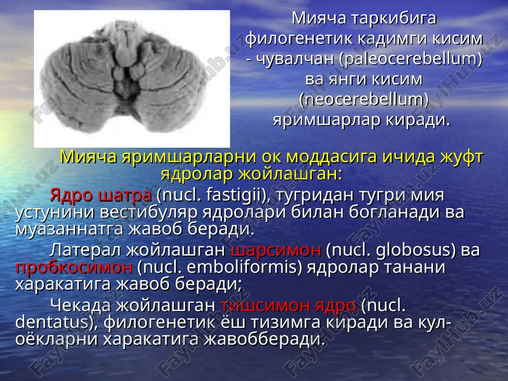 zararlanishi (kullarda xarakat koordinatsiyasini va sinergiyasini buzilishi) v. yarimsharlarni pastki kisimlarini zararlanishi (oyoklarda xarakat koordinatsiyasini va sinergiyasini buzilishi) s. romberg sinamasini bajarishi (bemor zararlangan ochog tarafga yikiladi) rasstroystvo rechi kak chastnoe proyavlenie ataksii, voznikayushee pri diskoordinatsii rechedvigatelnoy muskulaturi, zaklyuchaetsya v tom, chto rech stanovitsya zamedlennoy (bradilapiya), otrivistoy, vzrivchatoy, skandirovannoy — bolnoy govorit po slogam, putaya udareniya. ekstrapiramid (strio-palidar) tizim yul-yul tana (corpus striatum) dumli yadro (nucl. caudatus), yasmiksimon yadro (nucl. lentiformis), talamusga nisbatan oldinda va tashkarida joylashgan bulib tarkibiga kuyidagilar kiradi: puchok (putamen), lateral (globus pallidus lateralis) medial (globus pallidus medialis) okish shar shu katorda ekstrapiramid tizimga kuyidagilar kiradi: subtalamik yadro luisa (nucl. subthalamicus), nucl. ruber, subst. nigra neyron yullar tizimi, ush bu yullar striar, pallido-nigral va pallido-subtalamik tizimlarni bosh miyani markazlari (bosh miyani pustlogini premator soxasi, retikulyar formatsiya) va orka miya (oldingi shox va uning retikulyar formatsiyasi) boglab turadi. ekstrapiramid tizim xosilalari (l.a.kukuev ) neostriatum (dumli yadro, puchok, lateral …