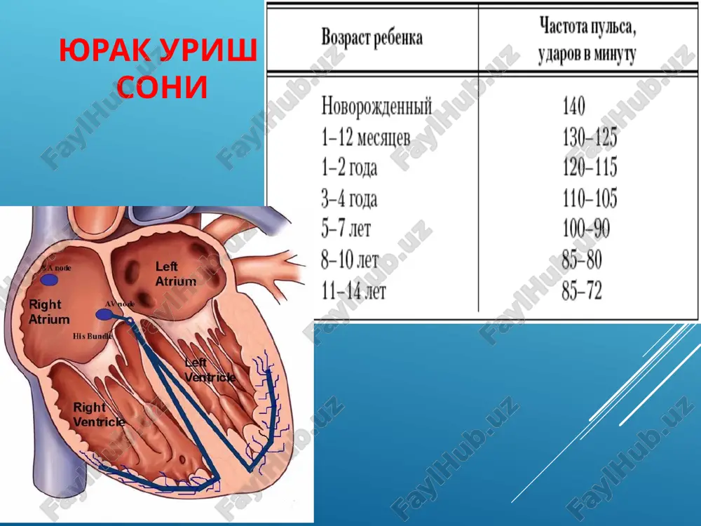 yurak astmasining asosiy belgisi – favqulodda nafas qisilishi va yo'taldir. ko'ruvda bemorlar majburiy holatda – ortopnoe holatda bo'ladilar. keskin tsianoz, sovuq ter chiqishi kuzatiladi. palpatsiyada – puls tezlashgan, past to'liqlikda, notekis bo'ladi. yurak auskultatsiyada tonlarning bo'g'iqlashishi, ot do'piri ritmi aniqlanadi. o'ng qorincha etishmovchiligi. revmatizm karditda: katta qon aylanishi venalaridan yoki o'ng qorinchadan kelgan tromblar (embollar) bilan o'pka arteriyasi yoki uning birorta shoxchasining berkilib qolishi tufayli rivojlanadi. o'ng qorinchada venoz bosim keskin oshib, uning o'tkir etishmovchiligi yuzaga keladi. klinika -favqulodda nafas tezlashishi. -tsianoz, sovuq ter chiqishi, -to'sh orqasida bosilish hissi va og'riq, -kon tuflash bo'ladi. -puls tez va kiska, -arterial bosim pasayadi, -venoz bosim esa ko'tariladi. -o'ng qorincha etishmovchiligi katta qon aylanish doirasida o'tkir qon dimlanishiga sabab bo'ladi. bo'yin venalari bo'rtadi (stoks yoqasi), jigar kattalashadi. yurakning total etishmovchiligi to'satdan paydo bo'ladi yurak faoliyatining tez rivojlanuvchi susayishi, darmonsizlik, hansirash, tsianoz, o'tkir jigar etishmovchiligi va dimlanishi, arteriya bosimining pasayishi bilan kuzatiladi. o’tkir chap …