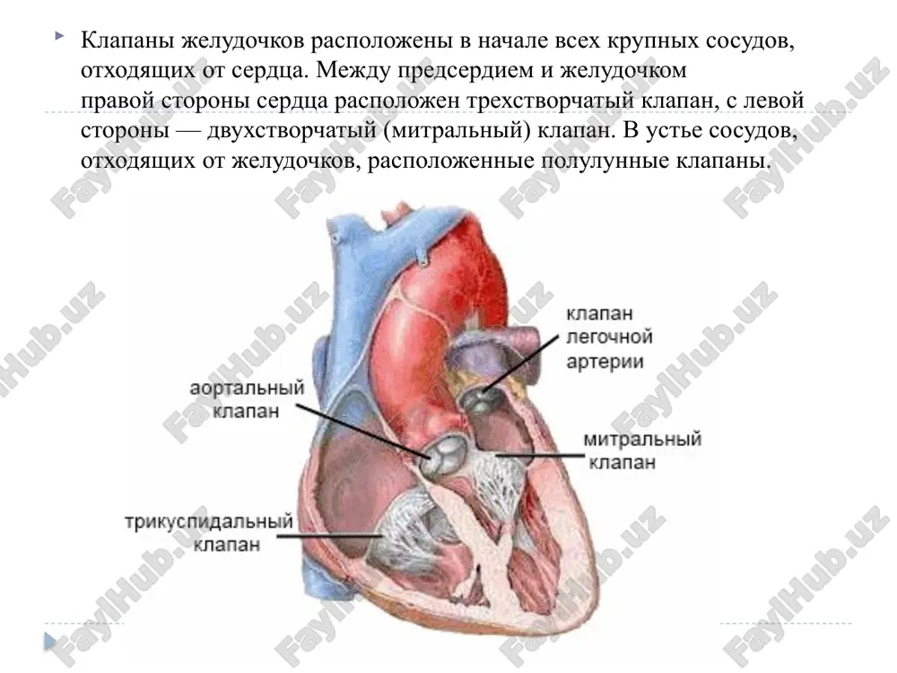 trikuspidalniy porok s preobladaniem nedostatochnosti. 4. trikuspidalniy porok s preobladaniem stenoza. 5. trikuspidalniy porok bez chetkogo preobladaniya nedostatochnosti ili stenoza. porok klapana legochnoy arterii. 1. nedostatochnost klapana legochnoy arterii. 2. stenoz klapana legochnoy arterii. mitralniy stenoz osnovnoy prichinoy mitralnogo stenoza yavlyaetsya revmatizm. nesmotrya na to, chto u polovini takix bolnix v anamneze otsutstvuyut yavnie revmaticheskie ataki, somneniy v revmaticheskom proisxojdenii poroka ne doljno bit. mitralniy stenoz obichno formiruetsya v molodom vozraste i chashe nablyudaetsya u jenshin - v 84%. zametnie narusheniya vnutriserdechnoy gemodinamiki voznikayut tolko pri umenshenie ee bolee chem na polovinu (do 1,5-2 sm2). absolyutnim pokazaniem k xirurgicheskomu lecheniyu yavlyaetsya ploshad 0,5-1 sm2. sujenie levogo atrioventrikulyarnogo otverstiya voznikaet pri revmaticheskom valvulite vsledstvie srasheniya libo stvorok klapana, libo suxojilnix nitey, chasto eti protsessi sochetayutsya. chashe vsego (v 85% sluchaev) stenoz voznikaet v vide "pugovichnoy petli". on obuslovlen postepennim srasheniem vospalennix stvorok mitralnogo klapana vblizi fibroznogo koltsa, v meste perexoda odnoy …