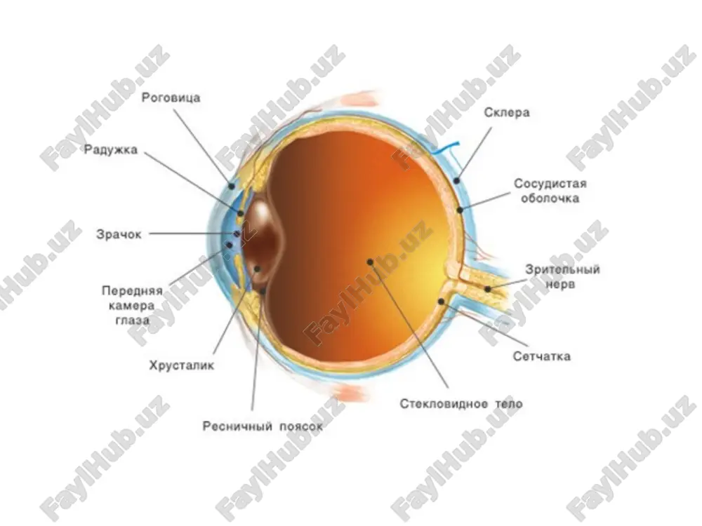 r yig'uvchi bo'rtiq linza (convex) va nurlarni yozuvchi botiq linza (concave) deyiladi. linzaga yoki linzalar sistemasiga tushadigan parallel nurlar ulardan sinib o'tgach, fokus (f) nuktasida yig'iladi. fizik - klinik refraktsiya ko'zda 2 ta optik sindiruvchi muxitlar mavjud – shoh parda va gavhar. bunda ularning sindiruvchi kuchi yoshi o'tgan sari kichrayadi. shuni aytib o'tish kerakki ko'ruv funktsiyalari va ularning dinamikasi to'g'risidagi lektsiyada ta'kidlab o'tilgandek, ko'rish qobiliyati ulg'aygan sari kuchayadi va 5 yoshga borib o'z me'yoriga etadi. bola 1 yoshga to'lganida ko'zing sagital o'lchovi sezilarli darajada kattalashadi va hayot davomida taxminan 20 yoshlarda bu o'lchov 16 mm dan – 24 mm gacha kattalashadi. refraktsiya refraktsiya deganda nurlarning biror linza yoki kator qo'yilgan bir necha linzalardan o'tib sinishi tushuniladi. klinik refraktsiya bu- ko'z optik sistemasini ko'z soqqasi uzunligiga parallel yurgan nurlarni sindirib, buyumlar aksini to'r pardada ifoda etishga karatilgan anatomik- fiziologik xolatdir. bunda ko'z optik sistemasi bosh fokusning to'r pardadagi nisbati xisobga olinadi. …