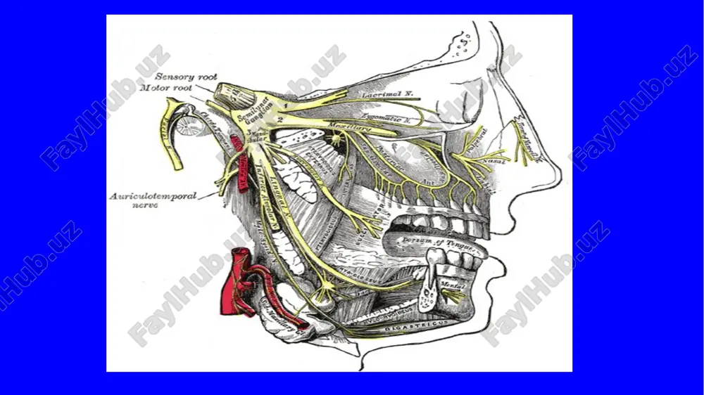 odnoimennogo yadra i innerviruyut: jevatelnie mishtsi, mishtsi diafragmi rta i perednee bryushko dvubryush­noy mishtsi (m. digastricus). nevralgiya troynichnogo nerva (trigeminalnaya nevralgiya) — xronicheskoe zabolevanie, proyavlyayusheesya pristupami intensivnoy, strelyayushey, jguchey boli v zonax innervatsii troynichnogo nerva,chasto provotsiruemix prikosnoveniem k koje kurkovoy zoni. patologiya razdrajenie troynichnogo nerva ili ego vetvey soprovojda­etsya intensivnoy bolyu (nevralgiya) v zone innervatsii vetvey nerva. pri povrejdenii troynichnogo nerva voznikaet anesteziya ili gipesteziya vsex vidov chuvstvitelnosti po perifericheskomu tipu v zone innervatsii po­vrejdennoy vetvi. porajenie glaznogo nerva soprovojdaetsya takje vipadeniem nadbrovnogo, rogovichnogo i kon'yunktivalnogo reflek­sov, tak kak glaznoy nerv sostavlyaet afferentnuyu chast ix reflektornoy dugi. prichini sdavlenie nerva v oblasti ego vixoda iz polosti cherepa cherez kostniy kanal pri anomalnom raspolojenii sosudov golovnogo mozga; anevrizma sosuda v polosti cherepa; pereoxlajdenie litsa; xronicheskie infektsionnie zabolevaniya v litsevoy oblasti (xronicheskie sinusiti, karies zubov); opuxoli golovnogo mozga. pervichnaya nevralgiya troynichnogo nerva – kogda net ob'ektivnoy prichini vozniknoveniya (essentsialnaya, idiopaticheskaya); simptomaticheskaya nevralgiya …