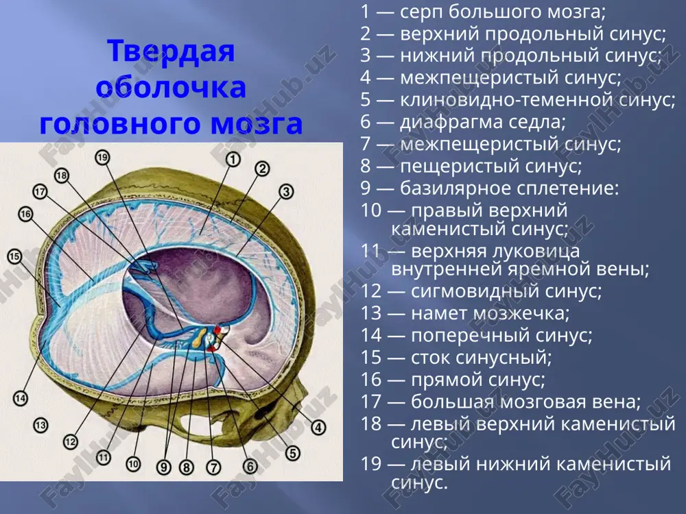 nerva, a takje parasimpaticheskix i simpaticheskix volokon, innerviruyushix obolochki mozga; -chashe diffuznaya ili v oblasti lba i zatilka; -rezkaya, intensivnaya, raspirayushaya, nevinosimaya; -m. irradiirovat v sheyu, spinu, nogi; -usilivaetsya pri peremene polojeniya golovi, kashle, natujivanii, deystvii razdrajiteley (svet, zvuk); -u detey rannego vozrasta «gidrotsefalniy krik» (golovnaya bol v vide vnezapnogo besprichinnogo vskrikivaniya nochyu). rvota -tsentralnogo xaraktera, vsledstvie razdrajeniya rvotnogo tsentra v rf prodolgovatogo mozga ili n.vagus i ego yader na dne iv jeludochka; -nepostoyannaya, chashe v 1-ie dni bolezni; -chashe pri izmenenii polojeniya tela; -posle rvoti golovnaya bol ne umenshaetsya; -rvota «fontanom», vnezapnaya, bez predshestvuyushey toshnoti («mozgovaya rvota»); -ne prinosit oblegcheniya i ne svyazana s priemom pishi; -esli ona poyavlyaetsya na 3-4 ned. bolezni, to svidetelstvuet ob oslojnenii (ventrikulite). obolochechnie simptomi gruppa obolochechnix simptomov predstavlena simptomami kerniga, brudzinskogo, a u grudnix detey simptomom lessaja (voznikayut vsledstvie razdrajeniya koreshkov iz-za povishennogo davleniya spinnomozgovoy jidkosti). 13 rigidnost zatilochnix mishts voznikaet iz-za povisheniya …