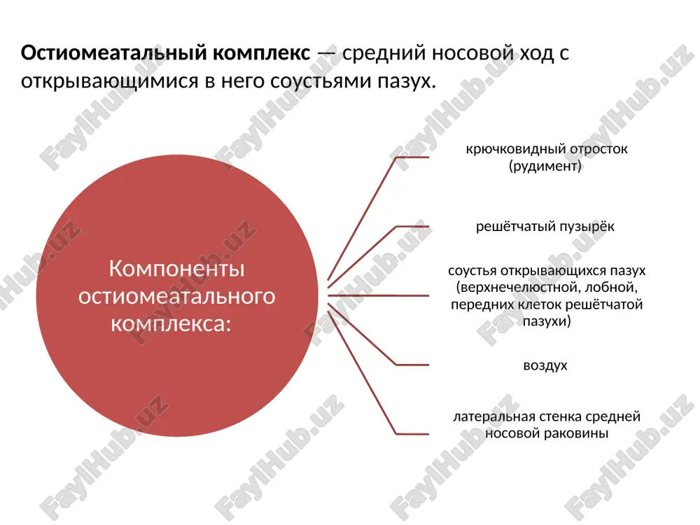 ymorite obuslovlen dvumya osnovnimi faktorami - davleniem ekssudata na nervnie okonchaniya i voznikayushim ix nevritom i intoksikatsiey mnogochislennix simpaticheskix volokon. videleniya v nachale zabolevaniya nosyat serozniy xarakter (stadiya kataralnogo vospaleniya), zatem oni stanovyatsya slizistimi i slizisto-gnoynimi, inogda s primesyu krovi. gemorragicheskie videleniya, voznikayushie v samom nachale vospalitelnogo protsessa, xarakterni dlya grippoznogo gaymorita, odnovremenno mogut poyavlyatsya gerpeticheskie visipaniya v preddverii nosa i v oblasti verxney gubi, a takje po xodu vetvey troynichnogo nerva. xarakternim priznakom vozniknoveniya ostrogo gaymorita, oslojnivshego ostriy rinit, yavlyaetsya prekrashenie videleniy iz odnoy polovini nosa (na zdorovoy storone) i prodoljayusheesya ix videlenie iz drugoy polovini nosa. esli ostriy nasmork ne proxodit v techenie 7-10 dney, to sleduet dumat o nalichii ostrogo gaymorita. otyochnost pri gaymorite 2. gematogenniy put xarakteren pri vozniknovenii obshix tyajelix infektsionnix zabolevaniy (gripp, skarlatina, tifi i dr.), kogda vozbuditel, tsirkuliruya vmeste s krovyu, pronikaet v tu ili inuyu okolonosovuyu pazuxu i vizivaet pri sootvetstvuyushix lokalnix …