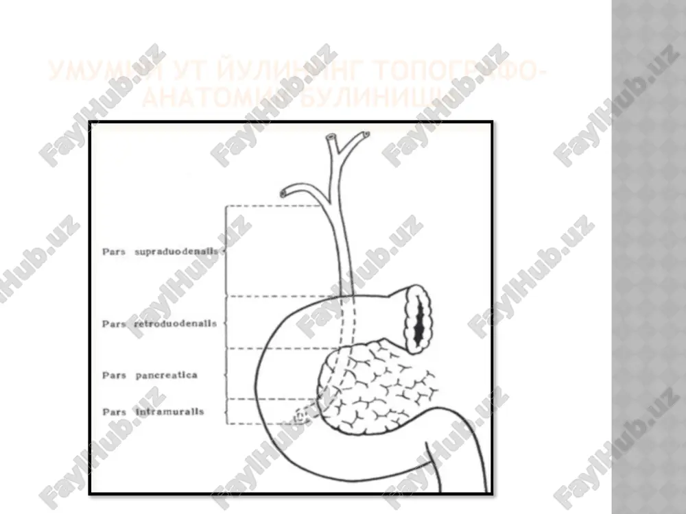 h. platifillin gidrotartrat 1 ml (2 mg) 3 maxal m/o yoki v/i. papaverin gidroxlorid 1-2 ml (20-40 mg) 3 maxal m/o yoki v/i. no-shpa 2-4 ml (40-80 mg) 3 maxal/sutkada m/o yoki v/i. dyuspatalin 1 tabl. (135mg) 3 maxal/sutkada. 5. antibakterial terapiya. medotsef, tsefobid (tsefoperazon) - 1 g v/i xar 12 soatda; medakson. rotsefin, tseftriakson - 1-2 g v/i xar 8-12 soatda; fortum (tseftazidim) - 1-2 g v/i xar 8-12 soatda; konservativ davo 6. korrektsiyalovchi infuzion va dez-intoksikatsion terapiya. 7. yalliglanishga karshi terapiya 8. gepatoprotektor terapiya operativ davolash xoletsistektomiya – birinchi marta 1882y. berlin shaxrida langenbuch, 1891 y. pragada maydl. utkazilgan. laparoskopik xoletsistektomiya- birinchi frantsuz xirurglari – du bois i mouret tomonidan 1987 yilda bajarilgan. rossiyada birinchi marta laparoskopik xoletsistektomiya 1991 yilda yu.i. gallinger tomonidan bajarilgan. xoletsistektomiya laparoskopik xoletsistektomiya ochik xoletsistektomiya antegrad retrograd atipik xoletsistektomiya fedorov buyicha pribram buyicha antegrad xoletsistektomiya etaplari retrograd xoletsistektomiya etaplari fedorov buyicha atipik xoletsistektomiya etaplari: …