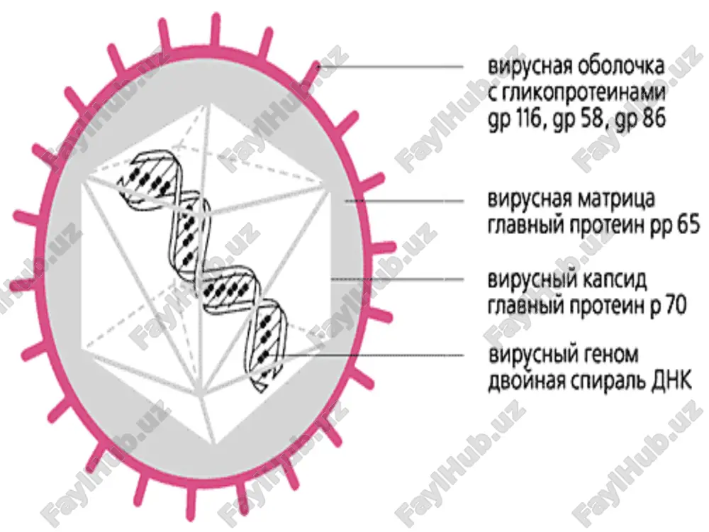 v srok posle 12 nedel proyavlyaetsya v vide generalizovannoy formi tsitomegalii - gepatit,pnevmoniya i retinit.mexanizm peredachi - proniknovenie virusa cherez sosudi platsenti ili vo vremya rodov. priznaki vrojdennoy tsitomegalovirusnoy infektsii: vremennie simptomi tsmv u novorojdennix: 1. porajenie pecheni 2. porajenie selezenki 3. jeltuxa (koja i slizistaya glaz) 4. pyatnistaya sip na koje (sinyushno-fioletovogo tsveta) 5. porajenie legkix 6. nizkiy ves postoyannie simptomi tsmv u novorojdennix: 1. poterya sluxa 2. poterya zreniya 3. umstvennaya otstalost 4. malenkaya golova 5. narushenie koordinatsii 6. smert diagnostika tsitomegalovirusnoy infektsii u beremennix: immunofermentniy analiz - prisutstvie antitel igg k tsmv ukazivaet libo na ranee perenesennuyu, libo na imeyushuyusya v nastoyashiy moment infektsiyu. diagnosticheskuyu tsennost ne predstavlyaet, tak kak immunoglobulini dannogo klassa opredelyayutsya u 90 % vzroslogo naseleniya.prisutstvie antitel igm pozvolyaet predpolojit nalichie pervichnoy tsmvi, odnako pri interpretatsii testa nado imet v vidu, chto antitela igm k tsmv mogut soxranyatsya do 12 nedel ili dolshe posle …