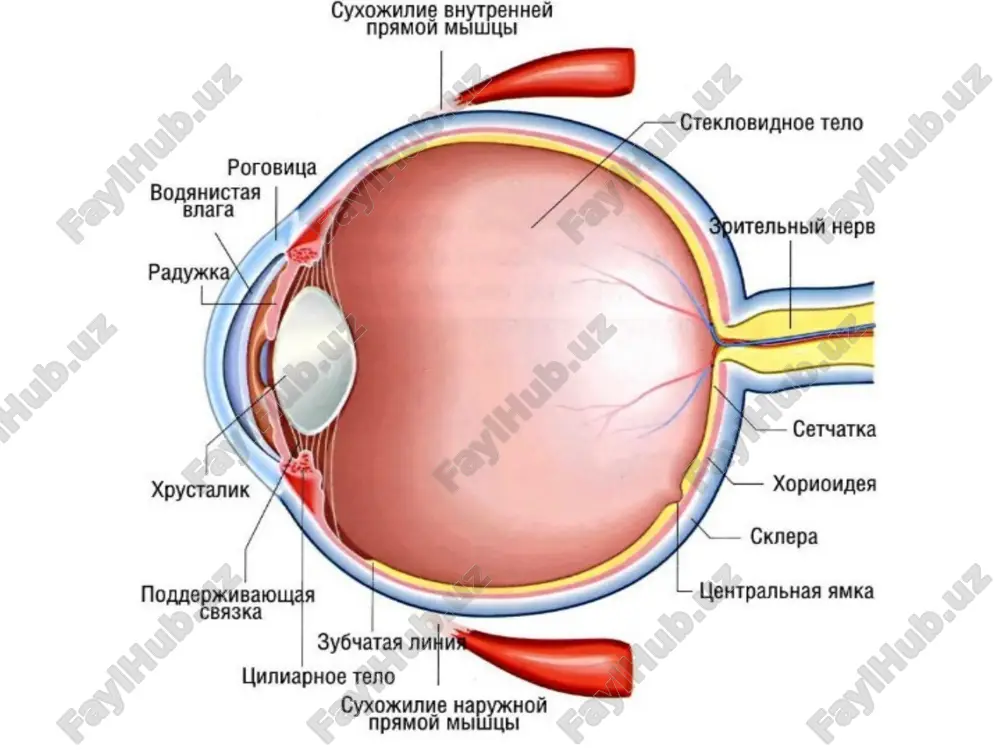 trabekulektomiya (yangi drenaj yo'li yaratish), shunt implantatsiyasi (trubka o'rnatish) yoki minimal invaziv glaukoma jarrohligi (migs). oldini olish ikkilamchi glaukomani oldini olish uchun: - ko'z jarohatlaridan saqlanish (himoya ko'zoynaklar ishlatish). - surunkali kasalliklarni (diabet, uveit) nazorat qilish. - steroid dorilarni vrach tavsiyasiga ko'ra ishlatish. - har yili oftalmologik tekshiruvdan o'tish, ayniqsa xavf guruhidagilar uchun. - sog'lom turmush tarzi: to'g'ri ovqatlanish, chekishdan voz kechish va jismoniy faollik. image2.png image3.png image4.jpeg image5.jpeg image6.png image7.jpeg /docprops/thumbnail.jpeg