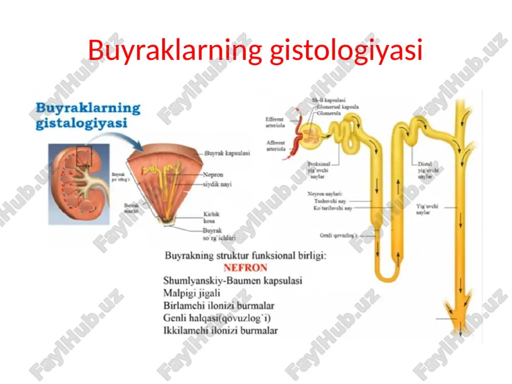 buyraklarning anatomiyasi - Page 3