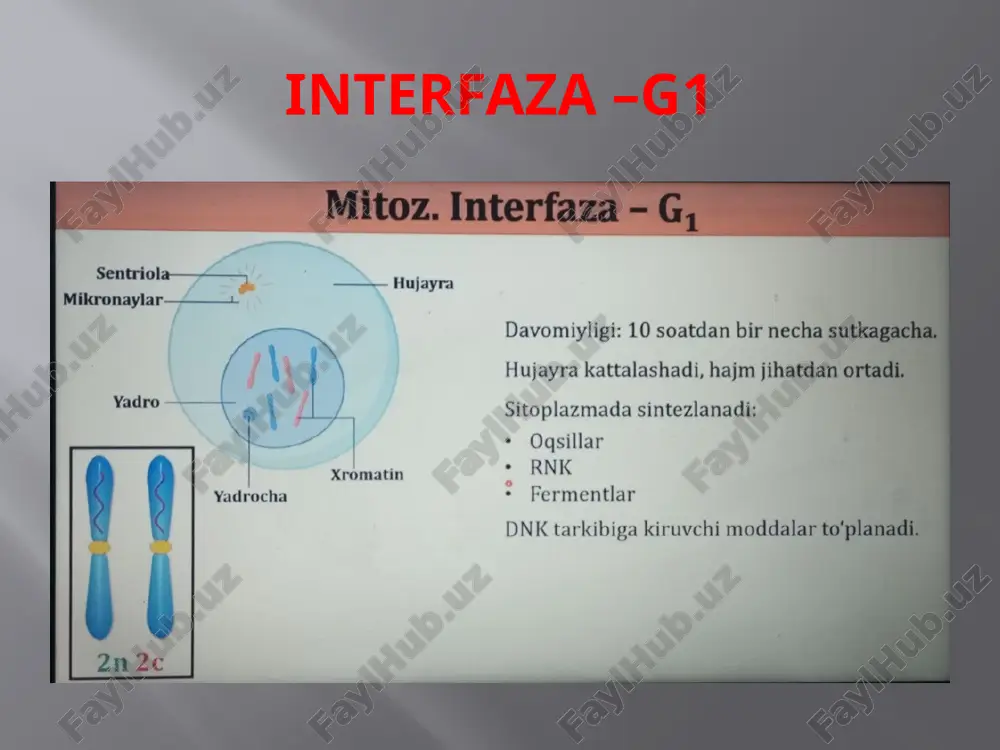 mitoz va meyoz - Page 3