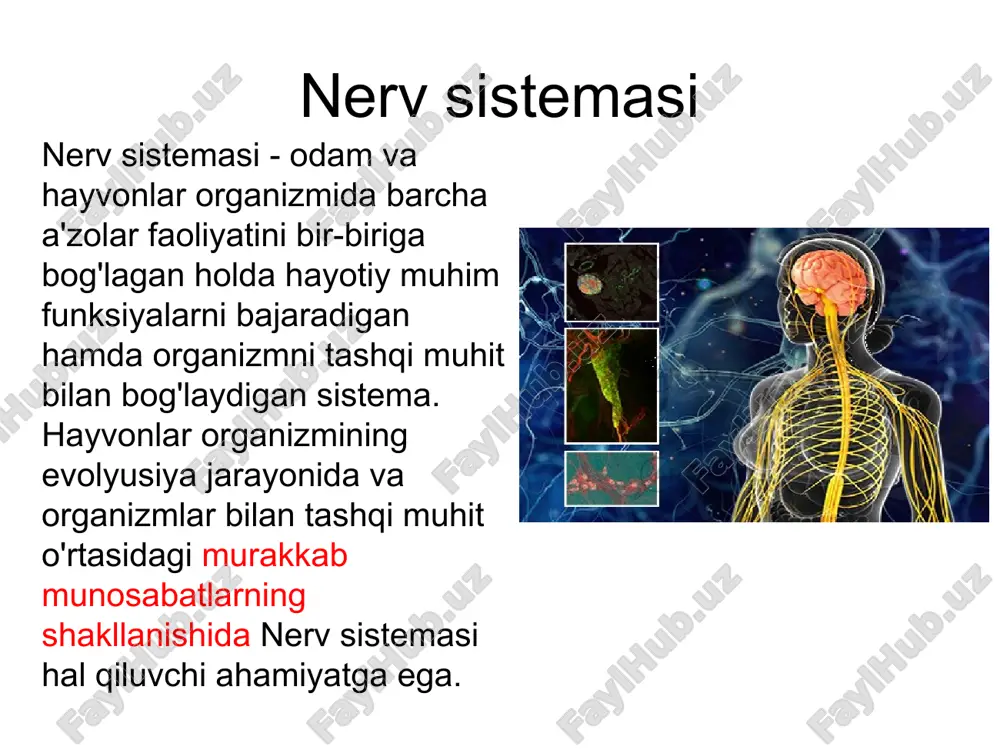 nerv tizimi va qarish tekshirdi - Page 3