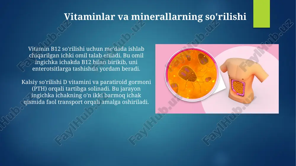 idni faol ravishda tashish orqali suvning so'rilishini kuchaytiradi, bu kuniga 1-2 litr so'rilishga olib keladi. aldosteron gormoni natriy so'rilishini oshiradi va kalium sekretsiyasini oshiradi, suvning reabsorbsiyasini kuchaytiradi, bu esa qon hajmi va elektrolitlar muvozanatini saqlaydi. jejunum va ileum: absorbsiya markazlari ileumda peyer yamoqlari deb nomlanuvchi limfoid to'qimalar mavjud bo'lib, ular ichakda 100 dan ortiq immun hujayralarini o'z ichiga oladi va zararli bakteriyalarga qarshi himoya qiladi. jejunumda ko'proq burmalar va so'rg'ichlar mavjud, shuning uchun u temir, kalsiy va yog'da eruvchan vitaminlar (a, d, e, k) kabi oziq moddalarning 90 foizini tezroq so'radi. oqsillarning parchalanishi ichak hujayralari tomonidan ajratilgan peptidazalar oligopeptidlarni yakka amino kislotalargacha parchalaydi. bu amino kislotalar ichak devori orqali qonga so'riladi va organizmning turli to'qimalariga yetkaziladi. ingichka ichakda, pankreatik fermentlar, xususan, tripsin va ximotripsin, polipeptidlarni kichikroq peptid zanjirlariga, ya'ni oligopeptidlarga parchalaydi. bu bosqichda ph darajasi taxminan 7-8 bo'lishi zarur. enzimlar va kimyoviy hazm qilish oqsillar kimyoviy hazm qilish jarayonida tripsin …