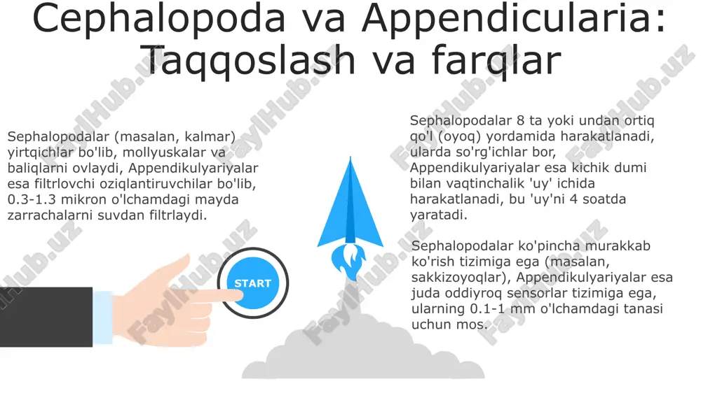 ʻquvchining eʼtiborini jalb qilishi kerak. “kirish” oʻzbek tilida “introduction” degan maʼnoni anglatadi, bu esa taqdimot yoki matnning boshlangʻich qismi boʻlib, mavzuga kirish va asosiy gʻoyalarni taqdim etadi. cephalopoda va appendicularia: ekologik ahamiyati cephalopodalarning o'zagi, masalan, kalmar va sakkizoyoqlar, oziq-ovqat zanjirida muhim rol o'ynaydi, ko'plab yirtqichlar uchun ozuqa manbai bo'lib, populyatsiyalarni muvozanatda saqlaydi. appendicularia, juda kichik plankton organizmlari sifatida, dengiz ekosistemalarida uglerod aylanishida asosiy rol o'ynaydi va boshqa organizmlar uchun ozuqa manbai hisoblanadi. cephalopodalarning ba'zi turlari, ayniqsa gigant kalmar, okean chuqurliklarida oziq-ovqat tarmoqlarining muhim qismidir, chunki ular ko'plab chuqur dengiz yirtqichlarining ovqati hisoblanadi. xulosa sephalopodlarda kamaygan skelet 8 ta oyoq va murakkab nerv sistemasiga ega bo'lgan 800 ga yaqin tur mavjud, bu ularning ov qilishda ustunligini ta'minlaydi. umurtqasizlar evolyutsiyasida ikkala guruh ham muhimdir, sefalopodlar 300 million yildan ortiq vaqt davomida mavjud bo'lgan, appendicularia esa plankton ekotizimida muhim rol o'ynaydi. xulosa appendicularia ning o'ziga xos filtrlash usuli 1.0 mm gacha bo'lgan zarralarni …