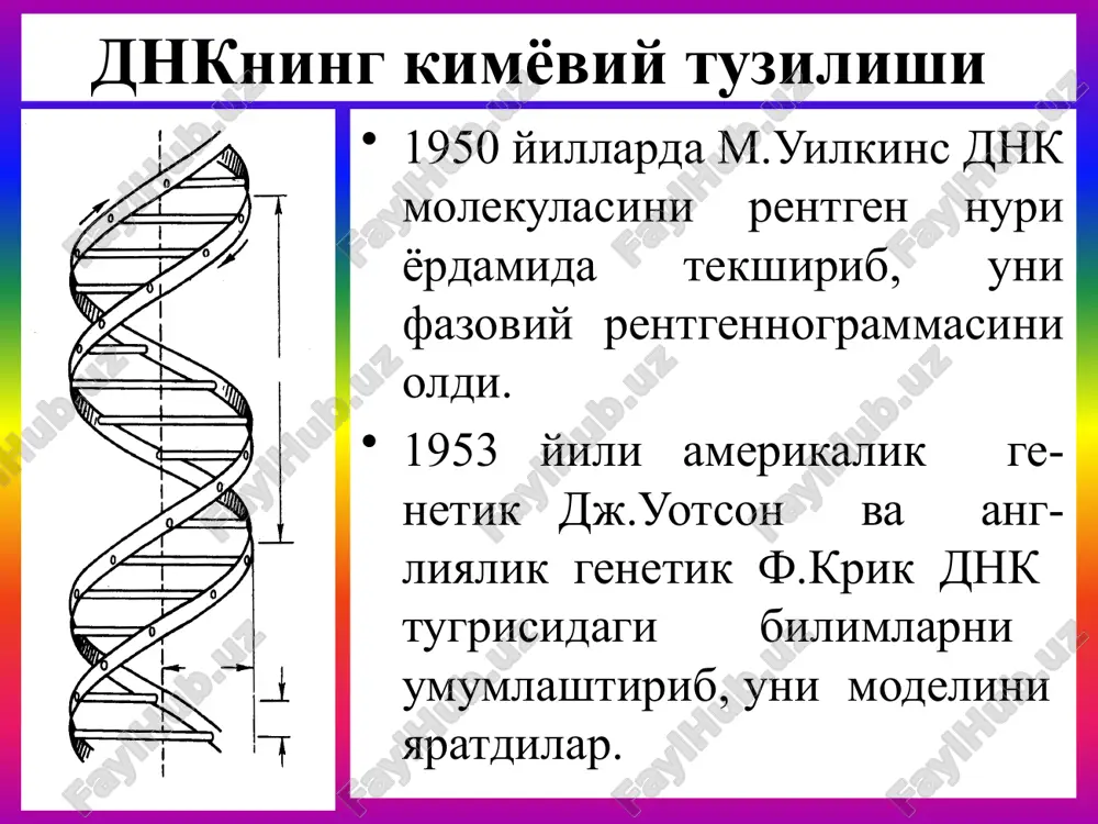 uchun kerakli nukleotidlar yig'iladi va shu bo'lak hisobiga dnk ning yangi zanjiri o'sadi va shakllanadi. shuning uchun dnk bo'lagining oxirgi 3 raqamiga ega bo'lagini hosil qiluvchi (zatravka) yoki praymera deb ataladi barcha dnk polimeraza fermentlari dnk sintezini 3-on radikali bor joydan boshlaydi. chunki on radikali tezda o'z o'rnini bera oladi va unga fosfat bog'i birikadi. demak ikkilanish bo'layotgan dnk buralmalarining ikkala bog'ida bir paytda sintez hech qachon bir tamonga qarab bo'lmaydi. dnk sintezi juda tez ketadigan jarayon bo'lib, bakteriyalarda har bir sekundda yangi ipni hosil qiluvchi ona ipga (matritsa) 500 ta, viruslarda esa 900 ta nukleotid birikadi. bakteriyalarning barcha dnk si (4*106 p.n.) 20 minut ichida to'liq yangilanadi eukariot hujayralarda esa bu jarayon ancha sekiroq boradi. lekin eukariot hujayralari xromosomasida replikonlar juda ko'p bo'ladi.shuning uchun bir vaqtning o'zida bitta xromosomaning bir necha joyida dnk sintezi boshlanadi. replikon-dnk sintezi boshlanadigan joy. genetik kod. genetik kod. gen qanday qilib, 20 xil aminokislotalari …