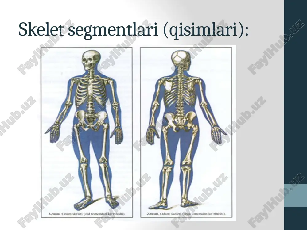 skeletni segmentli tuzilishi - Page 3