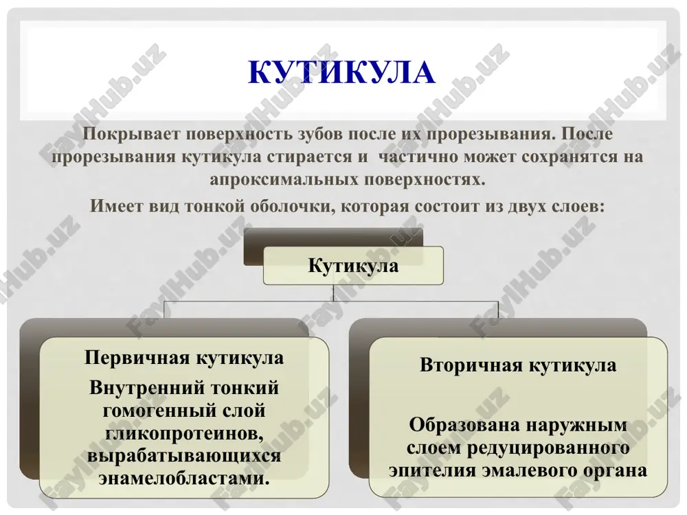 oloknistimi mikroorganizmami tretiy sloy gustaya set voloknistix mikroorganizmov s vklyu-cheniem koloniy drugix vidov bakteriy chetvertiy sloy poverxnostniy sloy sostoyashiy, preimushestvenno, iz kokkoobraznix mikroorganizmov. sostav zubnogo naleta 70-80% - voda; 8-20% - belki; 7-14% - uglevodi, nebolshoe kolichestvo lipidov. v sostav zubnogo naleta takje vxodyat ioni kaltsiya, fosfata, kotorie v osnovnom postupayut iz slyuni i mikroelementi, takie kak kaliy, natriy, ftor i dr. v sostav zubnogo naleta vxodyat: belki - belki slyuni, a takje belki bakterialnix i slushennix kletok epiteliya; fermenti - proteazi, glikozidazi, lipazi i drugie, v osnovnom bakterialnogo proisxojdeniya. uglevodi – glyukoza, geksozamini, polisaxaridi – dekstran i levan i dr. lipidi – lipidi membran kletok epiteliya i bakterialnoy stenki – xolesterin, triatsilglitseroli i dr. mogut obrazovivat kompleksi s uglevodami. 13 formirovanie zubnogo naleta obrazovanie zubnogo naleta nachinaetsya spustya odin chas posle priema pishi: na priobretennuyu pellikulu zuba nalipayut bakterii. primerno cherez 24 chasa obrazuetsya nezreliy (ranniy) zubnoy nalet, a …