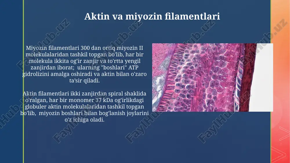 konsentrasiyasiga bog’liq bo’lib, ularning bog’lanishi qisqarish jarayonini boshlaydi. mushak tolalarining tuzilishi sarkomerning z-chiziqlari aktin filamentlarini bir-biriga bogʻlaydi va sarkomerning chegaralarini belgilaydi, bu tuzilish mushak tolasi uzunligini aniqlashda muhim rol oʻynaydi. har bir miofibrilla yupqa aktin va qalin miyozin filamentlaridan tashkil topgan boʻlib, ularning oʻzaro ta'siri mushak qisqarishiga olib keladi, bu filamentlarning nisbati taxminan 1:3 ni tashkil etadi. mushaklarning tiklanishi mushak tolalarining tiklanishi, shikastlanish darajasiga qarab, 2-4 hafta davom etadi va bu jarayonda miofibrillalarning regeneratsiyasi, shuningdek, sun'iy yo'ldosh hujayralarning faol ishtiroki muhim ahamiyatga ega. mushak hujayralarining regeneratsiyasi jarayonida satellit hujayralarning mitoz orqali ko'payishi va mioblastlarga aylanishi orqali yangi miofibrillalar hosil bo'ladi, bu jarayon 7-10 kun davom etadi va mushak to'qimasining tiklanishiga yordam beradi. tropomiozin va troponin kompleksi tnc subbirligi 4 ta kalsiy ionini bog'lay oladi, bu bog'lanish troponin kompleksining konformatsion o'zgarishlariga va natijada tropomiozinning aktin filamentlaridan siljishiga olib keladi, bu esa miyozin boshchalarining aktin bilan bog'lanishiga imkon beradi. tropomiozin, yupqa, uzun …