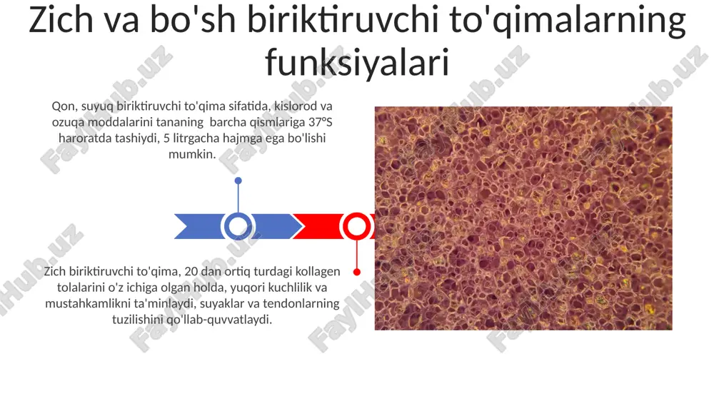 sa 30% dan kam bo'lishidir, bu ularning mexanik xususiyatlaridagi farqni belgilaydi. zich biriktiruvchi to'qimada kollagen tolalari zich joylashgan bo'lib, ularning zichligi 1 mm² ga 100 dan ortiq tola tushishi mumkin, bu esa yuqori mustahkamlik va chidamlilikni ta'minlaydi. e'tiboringiz uchun rahmat @taqdimot_robot image4.jpg image5.jpg image6.jpg image7.jpg image8.jpg image9.jpg image10.jpg image11.jpg image1.jpeg image2.jpeg