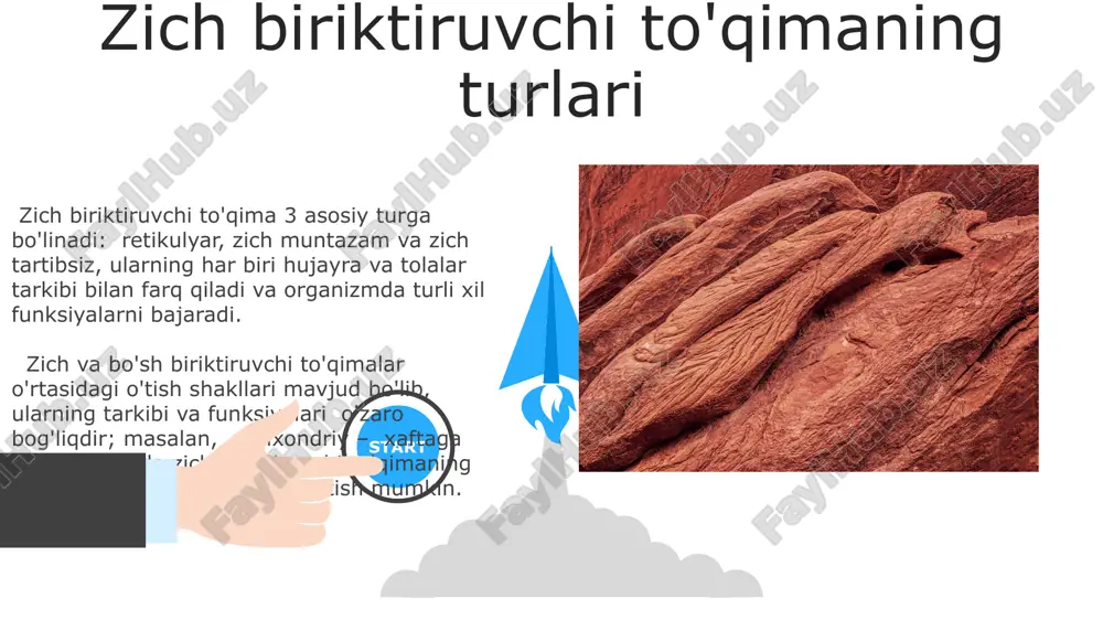 ro bogʻlanib, turli darajadagi zichlikdagi toʻqimalarni, jumladan, zich biriktiruvchi toʻqimalarni (masalan, tendonlar) va boʻsh biriktiruvchi toʻqimalarni (masalan, teri osti yogʻ toʻqimasi) hosil qiladi. kollajen tolalarning sintezi va degradatsiyasi fibroblaslar tomonidan tartibga solinadi, bu jarayonlarning buzilishi esa, 10 ga yaqin turli kasalliklarga, shu jumladan, osteogenez imperfektaga olib kelishi mumkin. elastin tolalari va ularning roli elastin tarkibiga desmosin va izodesmosin kabi o'ziga xos aminokislotalar kiradi, bu ularning cho'zilish va qayta tiklanish xususiyatlarini belgilaydi va to'qimalarning mexanik kuchini oshirishga hissa qo'shadi. elastin tolalari, ko'pincha 100 nm diametrli mikrofibrillalar bilan bog'langan, cho'ziluvchanlik va to'qimalarning elastikligini ta'minlaydi, bu esa organlarning normal shaklini saqlashga yordam beradi. 06 05 04 bo'sh biriktiruvchi to'qimadagi hujayralar 01 02 bo'sh biriktiruvchi to'qima asosan 55% hujayralararo moddadan va 45% hujayralardan tashkil topgan bo'lib, hujayralar orasida fibroblastlar, makrofaglar va limfotsitlar kabi turli xil hujayra turlari mavjud. bo'sh biriktiruvchi to'qimadagi fibroblastlar kollagen va elastin tolalarini sintezlaydi, ularning miqdori to'qimaning tuzilishi va funktsiyasini belgilaydi, …
