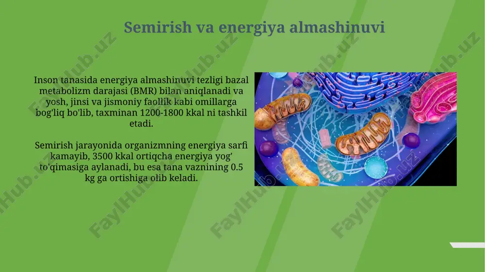 i protonlar gradienti energiyasidan foydalanib, adp dan atp ga 32 ga yaqin molekula hosil qiladi. elektron transport zanjiri va oksidativ fosforillanish jarayonlari samaradorligi taxminan 40% ni tashkil etadi, qolgan energiya issiqlik shaklida chiqariladi. oqsillardan energiya olish oqsil katabolizmi orqali atp sintezi, glikogenez va glyukoneogenez kabi jarayonlar orqali 1 gramm oqsil taxminan 17 kj energiya hosil qiladi. oqsillardagi aminokislotalar krebs sikliga kiradi va elektron transport zanjirida atp hosil bo'lishiga hissa qo'shadi, ammo bu asosiy energiya manbai emas, balki faqat o'ta holatlarda. energiya almashinuvi bo'yicha tadqiqotlar energiya almashinuvi tadqiqotlari davomida organizmning turli to'qimalarida atp miqdorini aniqlash uchun biokimyoviy tahlillar, ya'ni 30 dan ortiq biomarkerlar yordamida hujayra energiya rezervlarini o'rganish amalga oshiriladi. energiya almashinuvi tadqiqotlarida 2-toifa diabetning kelib chiqish mexanizmlarini o'rganishda glyukoza metabolizmining buzilishiga aloqador genlarning 10 dan ortiq polimorfizmlari aniqlangan. jismoniy mashqlar va energiya sarfi mushaklarning turli xil turlari energiyani turlicha sarflaydi; masalan, sekin qisqaradigan mushak tolalari uzoq muddatli chidamlilik mashqlari paytida …