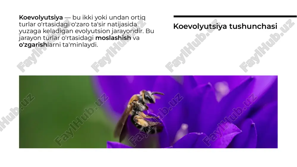 koevolyutsiya va environmentalizm dialektikasi - Page 3