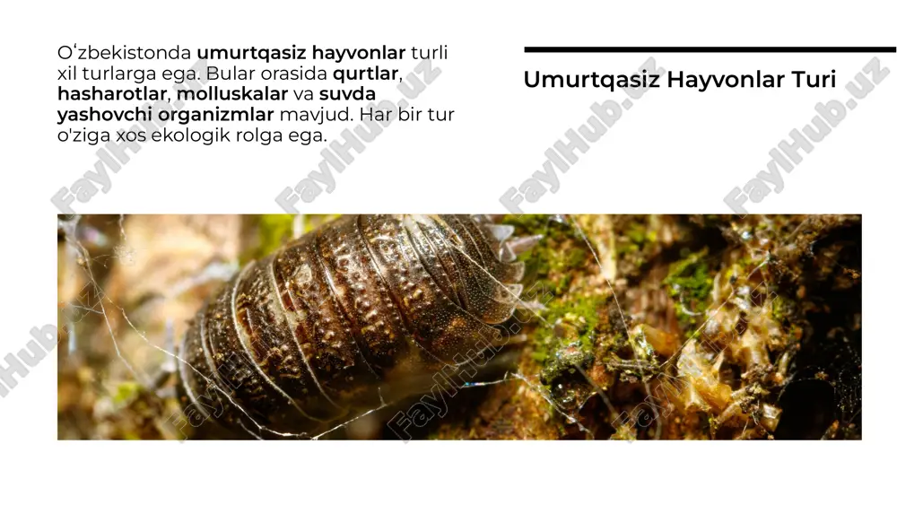 oʻzbekiston umurtqasiz hayvonlar faunasining biologik xilma-xilligi - Page 3