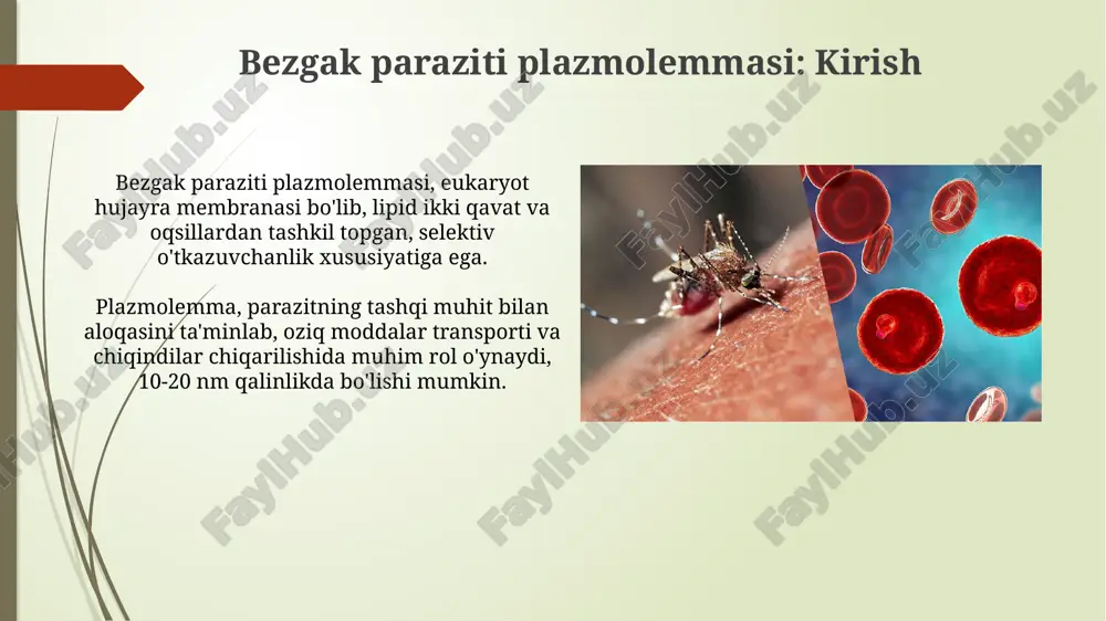 ri yordamida maxsus oqsillarni ajratib, retseptor-ligand o'zaro ta'sirini ishga soladi. immun javobidan qochish mexanizmlari parazit plasmolemmasi antijenik o'zgarishga uchrab, masalan, vsg gen ekspressiyasini o'zgartirib, antitelalar bog'lanishini oldini oladi, bu 1-mexanizm hisoblanadi. bezgak parazitlari cd36 kabi xo'jayin retseptorlari bilan o'zaro ta'sirlashadi, bu esa xo'jayin immunitet hujayralari faolligini pasaytiradi, bu 2-mexanizm sifatida ishlaydi. dorivor maqsadlar: plazmolemaga ta'sir etuvchi dorilar ba'zi antifungal dorilar, masalan, azollar, ergosterol sintezini inhibe qiladi, plazmolemmaning asosiy komponenti, hujayra membranasi tuzilishini buzadi, natijada hujayra o'limiga olib keladi. poliene antibiotiklar, masalan, amfoteritsin b, plazmolemmaning sterollari bilan bog'lanib, membranada teshiklar hosil qiladi, bu esa hujayra tarkibiy qismlarining yo'qolishiga va hujayraning halokatiga olib keladi. bezgakka qarshi yangi strategiyalar yangi strategiyalar p. falciparumning merozoid sirtidagi oqsillarini (msp) maqsad qilib, invaziyani bloklashga qaratilgan vaktsinalarni ishlab chiqishga e'tibor qaratadi. genom tahrirlash texnologiyalari (crispr-cas9) parazitning dori-darmonlarga chidamliligini tushunish va zaif tomonlarini topish uchun ishlatiladi, bu esa yangi nishonlarga olib keladi. xulosa va kelajakdagi tadqiqotlar kelajakdagi tadqiqotlar …