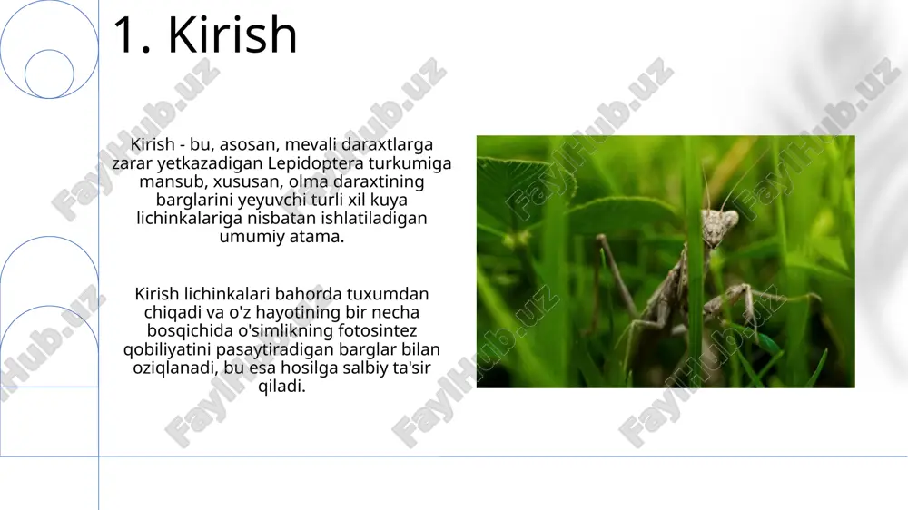 foydalanish, masalan, ladybug qo'ng'izlari shiralarni yo'q qilishda 100% gacha samaradorlikni ta'minlaydi, bu kimyoviy vositalardan ekologik toza alternativa. parazitoid hasharotlar, jumladan, trichogramma turkumiga kiruvchi turlar, zararkunandalarning tuxumlarini zararlaydi va ularning ko'payishini 85-95% gacha kamaytiradi, ekinlarga yetadigan zararni minimallashtiradi. 11.hasharotlar bilan kurash usullari: kimyoviy kurash va uning oqibatlari kimyoviy kurashda piretroidlar, organofosfatlar va karbamatlar kabi insektitsidlar qo'llaniladi; ularning haddan tashqari ishlatilishi hasharotlarda rezistentlikni oshiradi va biologik xilma-xillikka zarar yetkazadi. insektitsidlarni noto'g'ri qo'llash oqibatida 200 mingdan ortiq odam yiliga zaharlanadi. pestitsidlarning tuproq va suv resurslarini ifloslantirishi ekotizimga jiddiy salbiy ta'sir ko'rsatadi. 12.xulosa insektlar soni, 900,000 dan ortiq turlari bilan, ekotizimlarda muhim rol o'ynaydi, ba'zilari polinatsiya va tuproqni boyitishda yordam beradi. zararli hasharotlarga qarshi kurashning 3 usuli: biologik kurash, kimyoviy kurash va integratsiyalashgan zararkunandalarga qarshi kurash (ipm) hisoblanadi. e'tiboringiz uchun rahmat image1.png image2.png image3.jpg image4.jpg image5.jpg image6.jpg image7.jpg image8.jpg image9.jpg image10.jpg image11.jpg image12.jpg image13.jpg image14.jpg