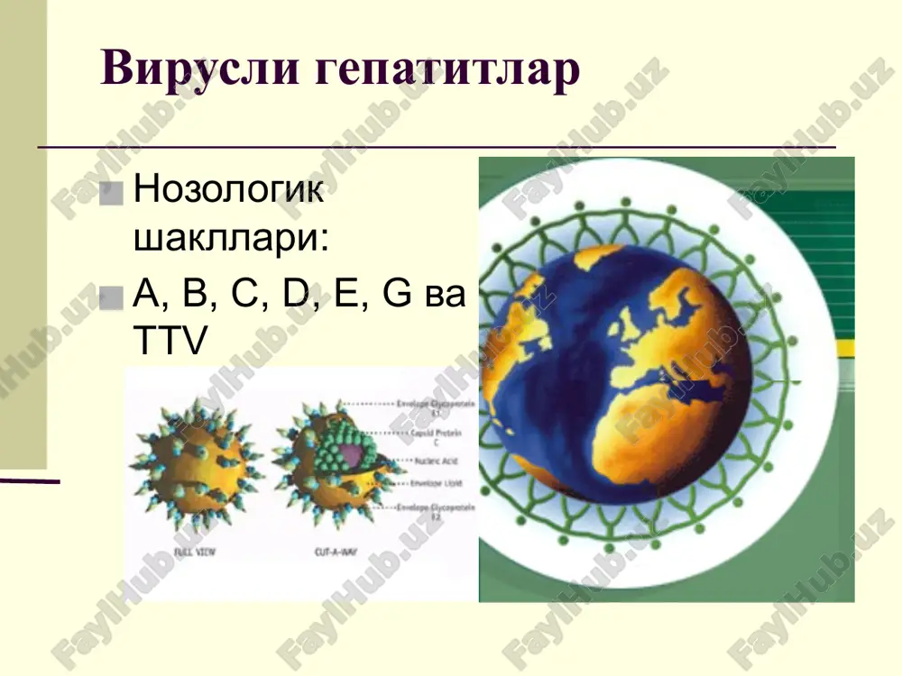v ning asosiy markeri – hbsag - avstraliyskiy antigen topilgan (v.blumberg). etiologiyasi turli fizik va kimyoviy ta'sirlarga chidamliligi bilan ajralib turadi xona xaroratida 3 oygacha, xolodilnikda 6 oygacha, kuritilgan plazmada 25 yildan ortik saklanadi, turli dez.moddalar va kon konservantlari ta'siriga chidamli. avtoklavlanganda (30 min) kuruk parda sterilizatsiya kilganda, kizdirilganda (10 s davomida) yoki 30 min davomida kaynatilganda inaktivatsiyalanadi. virusli gepatit v kasalligining patogenezi jigar gepatotsitlar virus reproduktsiyasi kon immunologik reaktsiyalar gepatotsitlar nekrozi klinikasi inkubatsion davr – 45-160 kun (odatda 2-4 oy) sarik oldi davri – 1-5 xafta (odatda 5-10 kun): - asta-sekin boshlanish - biroz xarorat kutarilishi - artalgik sindrom - astenik sindrom - dispeptik sindrom - peshob va axlat rangining uzgarishi - giperfermentemiya sariklik davri klinikasi bemor axvoli yomonlashadi sariklik asta-sekin kupayadi uzok vakt giperfermentemiya davrning davomiyligi – bir necha kundan to bir necha xaftagacha (odatda 2-6 xafta) buladi. sariklik davri klinikasi kupincha xolestatik sindrom kuzatiladi: - kuchsiz intoksikatsiya …