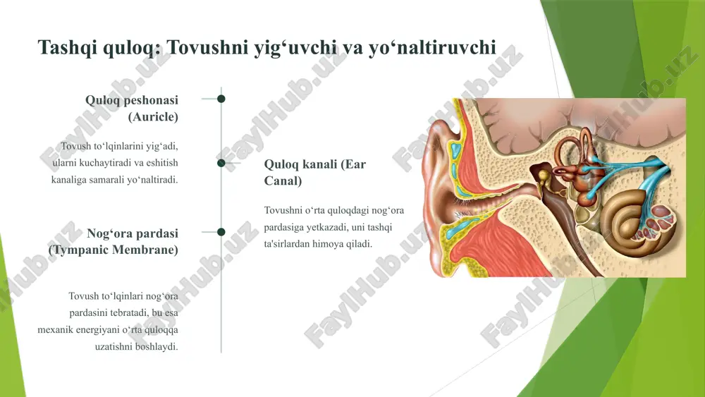 i bilan bog‘liq eshitish pasayishi (presbikusis) yoki qandli diabet kabi kasalliklar natijasida eshitish nervi shikastlanishi mumkin. himoya va profilaktika xavfli shovqin darajalarida (masalan, qurilish yoki konsertlarda) quloq himoyasidan foydalanish va muntazam tibbiy tekshiruvdan o‘tish muhimdir. 9 xulosa eshitish analizatori – hayotiy murakkab tizim bu tizim insonning atrof-muhit bilan muloqot qilishida, ogohlantiruvchi signallarni qabul qilishda va xavfsizlikni ta’minlashda hal qiluvchi rol o‘ynaydi. qabul qilish tovush to‘lqinlarini yig‘ish. mexanik uzatish o‘rta quloq orqali kuchaytirish. transdüksiyon ichki quloqda bioelektr signalga aylantirish. tahlil miyada ma'noni anglash. tovushni qabul qilishdan tortib, uni markaziy nerv tizimiga yetkazishgacha bo‘lgan barcha jarayonlar mukammal uyg‘unlikda ishlaydi. 10 e’tiboringiz uchun rahmat image1.png image2.png image3.jpeg image4.png image5.svg image6.png image7.png image8.png image9.png image10.svg image17.svg image18.png image11.png image12.svg image13.png image14.png image15.svg image16.png