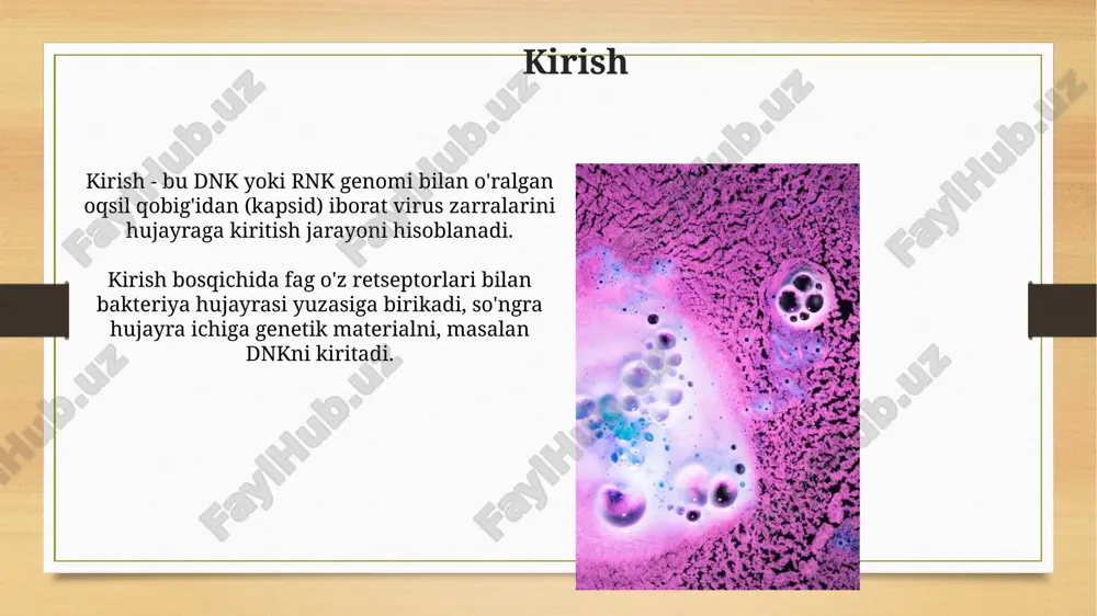 populyatsiyasini nazorat qilib turadi va shu bilan biogeokimyoviy aylanishlarga, masalan, uglerod va azot aylanishlariga ta'sir etadi. bakteriofaglarning amaliy qo'llanilishi: fag terapiyasi fag terapiyasi antibiotiklarga chidamli bakteriyalarga qarshi kurashda 100 yildan ortiq vaqtdan beri qo'llaniladi, ayniqsa, mdh davlatlarida keng qo'llanilgan amaliyotdir. oltin stafilokokk va ko'k yiring tayoqchasi kabi bakteriyalar keltirib chiqaradigan surunkali yaralar, kuyishlar va kistitik fibroz kabi kasalliklarni davolashda faglar 90% gacha samaradorlikni ko'rsatgan. bakteriofaglarning amaliy qo'llanilishi: biotexnologiya va boshqa sohalar bakteriofaglar rekombinant dnk texnologiyasida genlarni tashishda ishlatiladi, bu esa gen terapiyasi va rekombinant proteinlar ishlab chiqarish kabi sohalarda muhim ahamiyatga ega. ularning o'lchami 20-200 nm. faglar biosensorlarda bakteriyalarni aniqlash uchun qo'llaniladi; yuqori selektivlik va tezkorlik ularni oziq-ovqat xavfsizligi va atrof-muhit monitoringida 10^3 dan 10^8 cfu/ml gacha aniqlash imkonini beradi. xulosa va istiqbollar bakteriofaglar antibiotiklarga chidamli bakteriyalarga qarshi samarali kurash usuli sifatida keng qo'llanilishi mumkin, 21-asr tibbiyotida katta ahamiyatga ega. faglarni genetik modifikatsiyalash orqali ularning bakteriyalarni aniqlash va yo'q qilish …