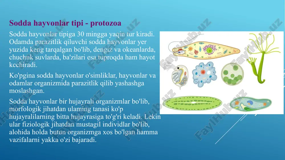adi geterotrof organizmlar o'z navbatida ikki guruhga bo'linadi: jonsiz organik moddalar bilan oziqlanadiganlar - saprofitlar va tirik organizm hisobiga hayot kechiradiganlar parazitlar. geterotrof organizmlar tayyor organik moddalar bilan oziqlanadi, ozuqa modda tanaga ikki xil yo'l bilan tushadi: osmotik yo'l bilan va golozoy usulda. osmotik yo'l bilan oziqlanish tashqi muhitda suvda erigan moddalarni butun tanasi bilan shimib ovqatlanishdir. bunday organizmlaming ko'pchiligi xo'jasining tana to‘qimalarida, ichagida yoki qonida parazitlik qilib yashaydi. bularda hazm organoidlari bo'lmaydi. erkin yashaydigan ko'pgina sodda hayvonlar bakteriyalar, suv o'tlari va mikroorganizmlami yutib (fagositoz) oziqlanadi. oziqlanishning bunday usuliga golozoy usul, ya'ni hayvonlar singari ovqatlanish deb ataladi. bunday hayvonlarda ozuqa va modda hazm vakuolalarida hazm boladi. miksotrof organizmlar ham autotrof, ham geterotrof assimilyatsiya tiplariga ega bo'lgan hayvonlardir. autotrof organizmlar tashqi muhitdan karbonat angidrid gazi, suv, mineral tuzlami yutib, xuddi yashil o'simliklarga o'xshab oziqlanadi. ularning tarkibida xlorofill tutgan organoidlar- xromatoforalar bo'lib, ular fotosintez xususiyatiga egadir, ya'ni anorganik moddalardan organik moddalami (uglevodlami) …