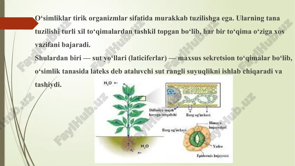 o‘simliklarda sut yo‘llarini mikroskopda kuzatish - Page 3