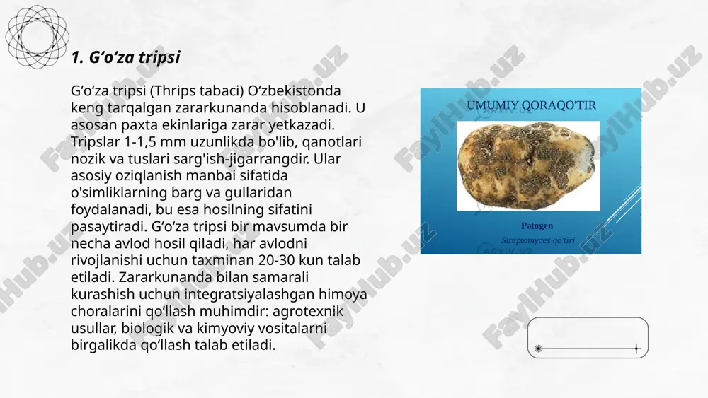 zarar yetkazadi. tirtillarning uzunligi 30-40 mm gacha yetishi mumkin, va ular yosh barglarni, gul va mevalarni yeb, ekinlarga jiddiy zarar yetkazadi. harorati 25°c boʻlganda rivojlanishi tezlashadi, va 20 dan ortiq avlodga aylanishi mumkin. bunga qarshi kurashda biologik va kimyoviy usullar qoʻllaniladi. pheromon tuzoqlar va dushman boʻlgan organizmlarni qoʻllash o'z samarasini beradi. samara oshirish uchun integratsiyalangan zararli hasharotlarni boshqarish (ipm) tizimi qoʻllaniladi. ... t.me/slaydai_bot 7. gʻoʻza gungerasi gʻoʻza gungerasi, ilmiy nomi helicoverpa armigera, qishloq xoʻjaligi uchun zararli hasharotlar qatoriga kiradi. ushbu zararkunanda asosan paxta, pomidor va makkajoʻxori kabi ekinlarga hujum qiladi. har yili o'rtacha 30-40% hosilni yo'qotishga sabab bo'lishi mumkin. lichinkalar bosqichida 10-12 kun davomida faol oziqlanadi. gʻoʻza gungerasi yiliga 2-4 avlod berishi mumkin. ekologik sharoitga ko'ra, ushbu zararkunanda aprel va may oylarida faol bo'ladi. kurashish choralari sifatida biologik nazorat va kimyoviy insektitsidlar qo'llaniladi. optimal haroratda bu hasharotning umri 30-40 kunni tashkil qiladi. ... t.me/slaydai_bot gʻoʻza kanasi (tetranychus urticae) oʻsimliklarni zararlovchi …